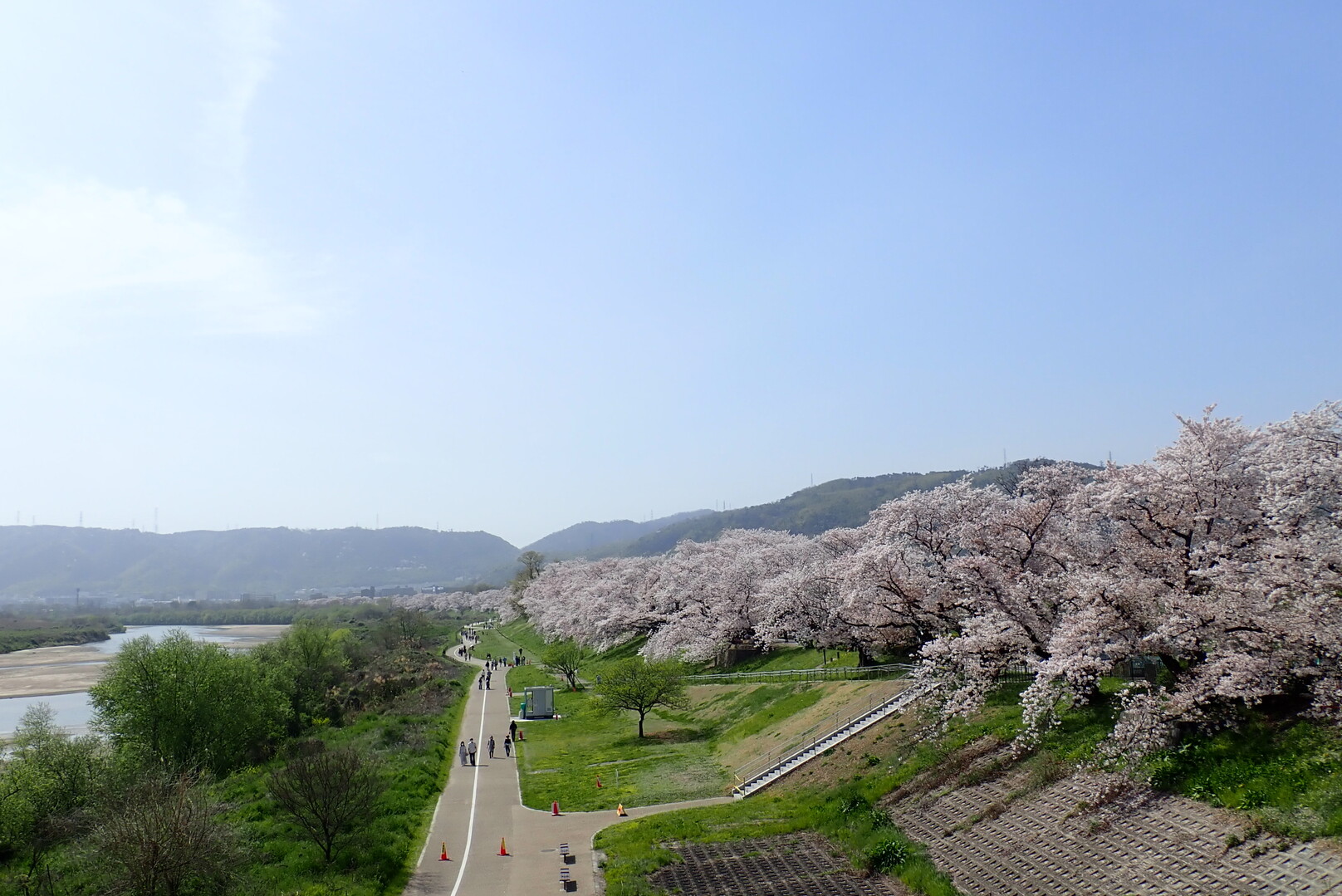 淀川河川敷公園背割堤地区の桜を久しぶりに... / しずっちさんのモーメント | YAMAP / ヤマップ
