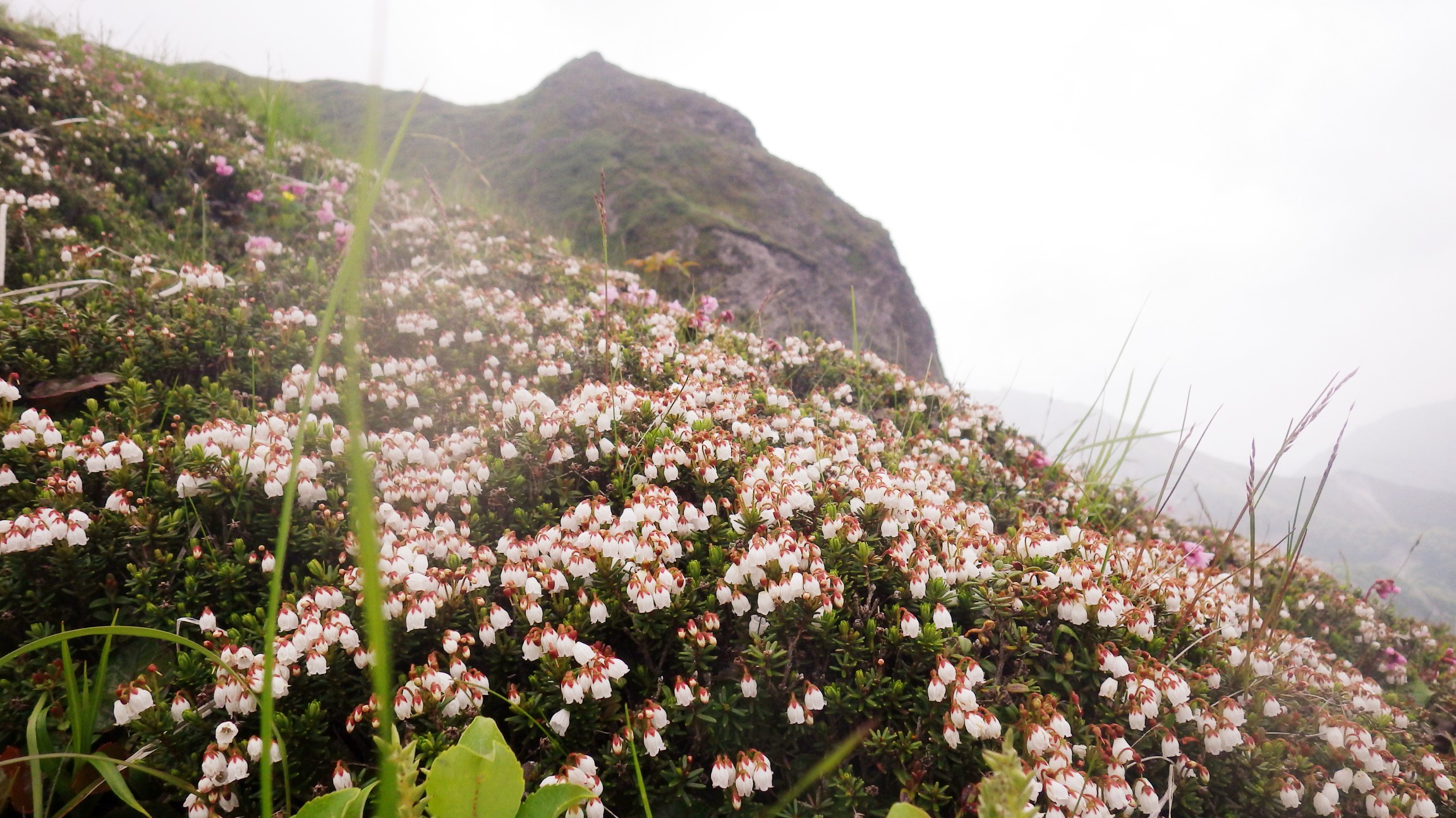 天空の花畑大山 6 4 亀仙人さんの大山 鳥取県 甲ヶ山 野田ヶ山の活動データ Yamap ヤマップ
