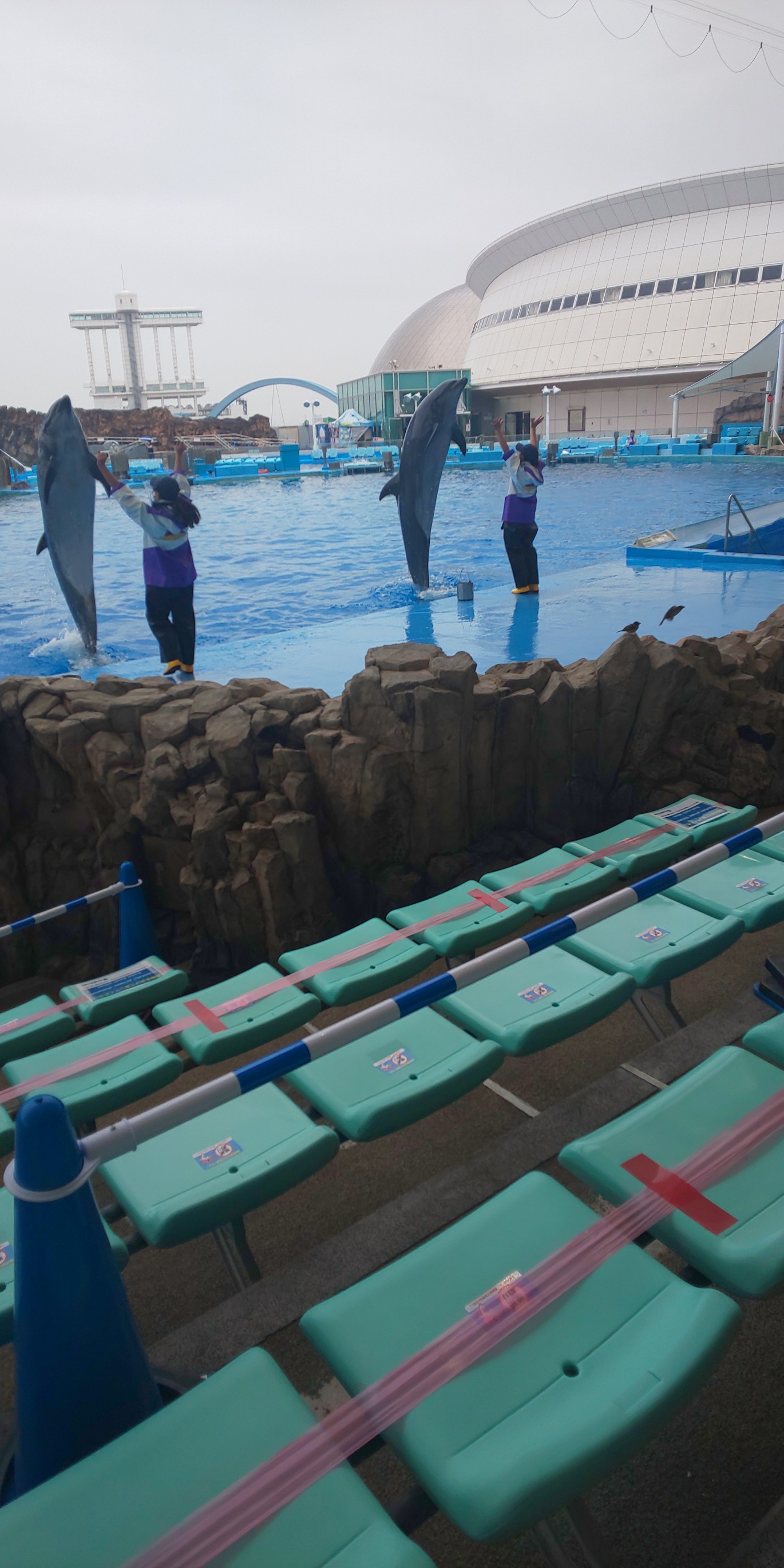 散歩っぷのつもりが 名古屋港水族館で癒される 笑 しゃるるんさんのウォーキングの活動日記 Yamap ヤマップ