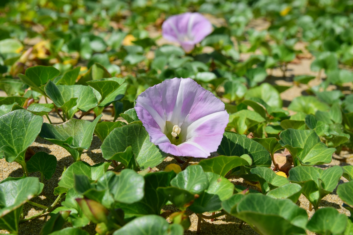 浜辺の花と言えばこれ、ハマヒルガオですね。