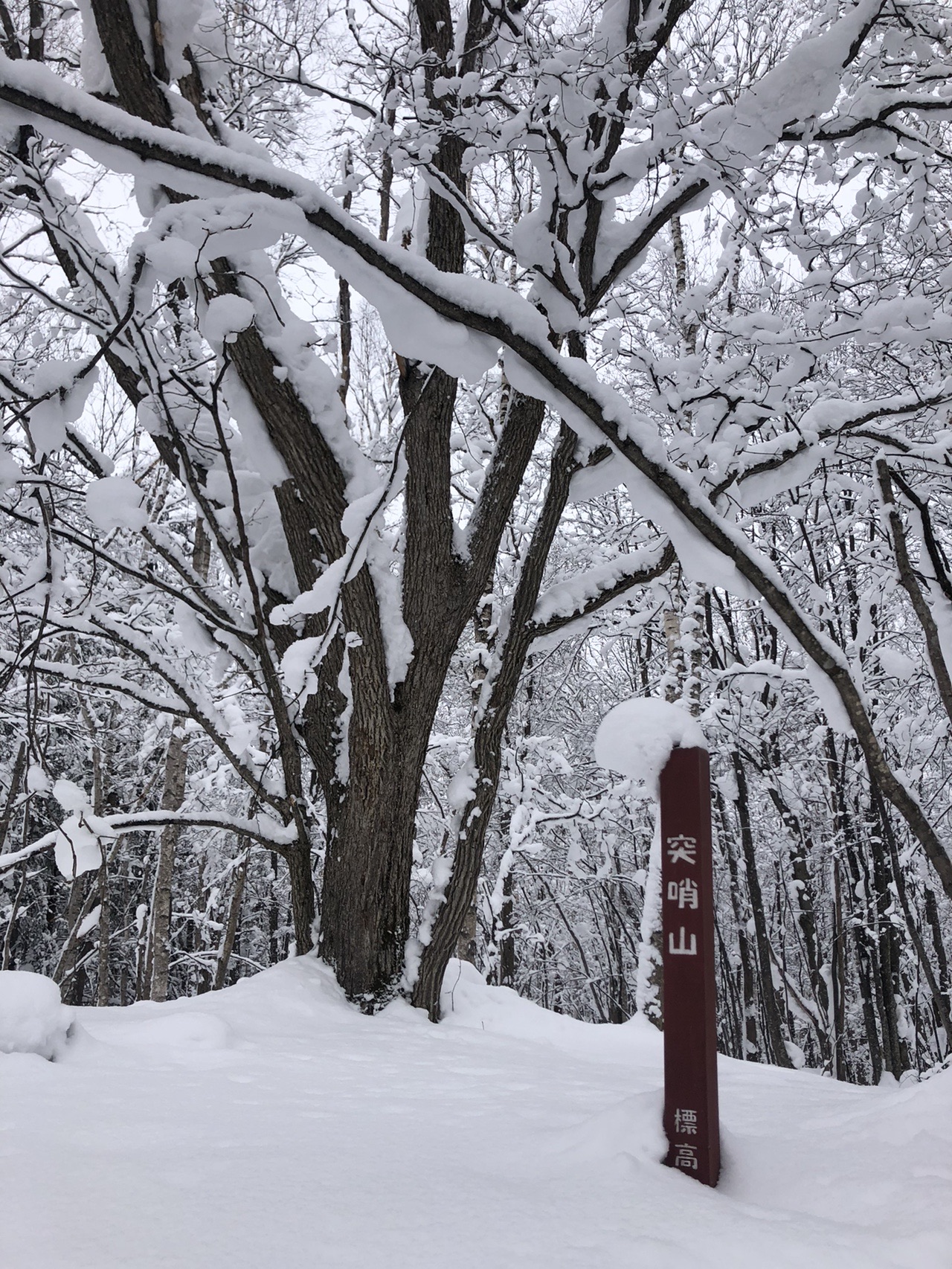 冬山さんぽ 突哨山 1 あんこさんの旭川市の活動データ Yamap ヤマップ