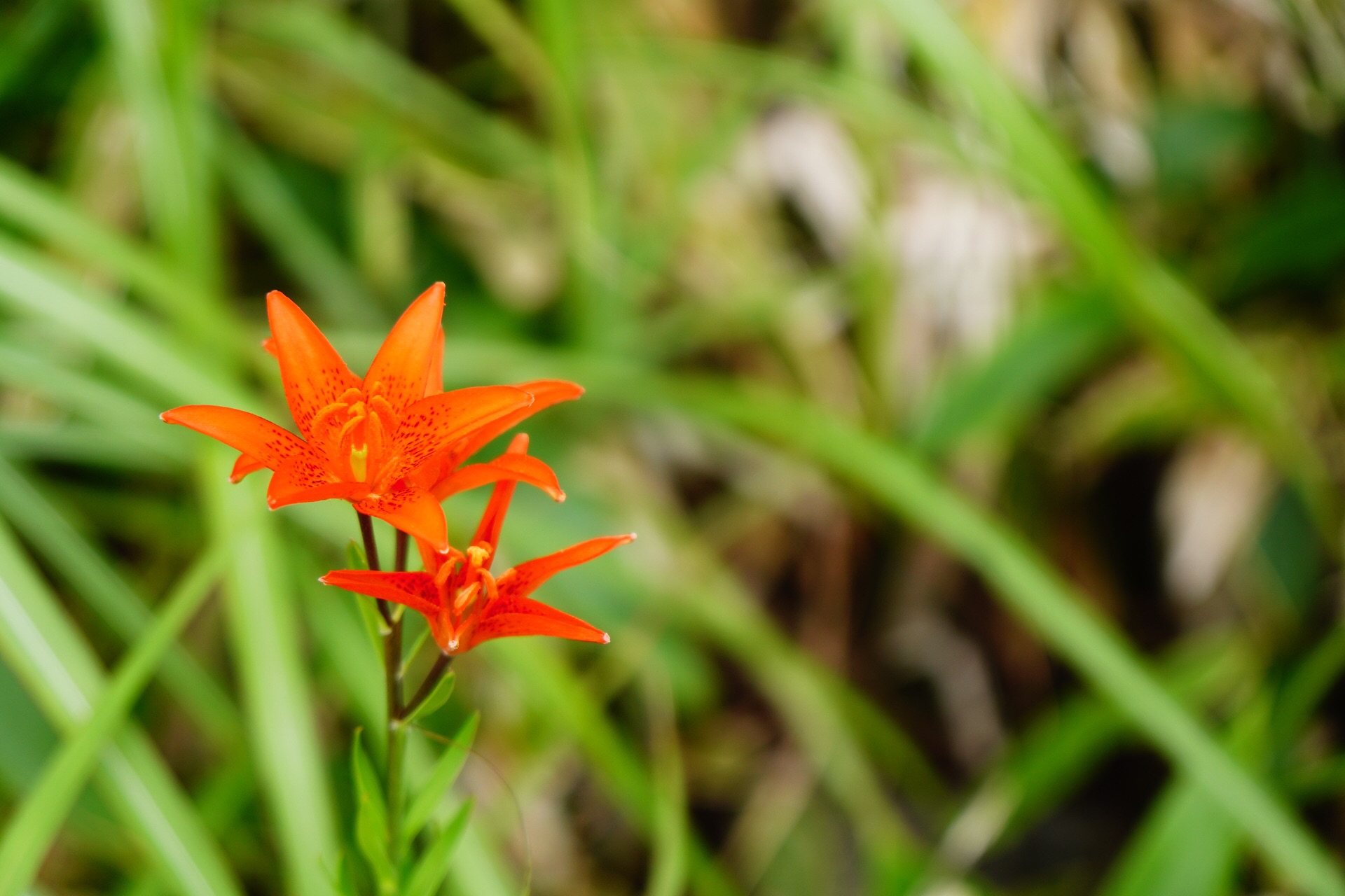 本当にあった怖い話し 19夏編 天狗の森ハーフ周回 ソーヤさんの天狗ノ森 天狗高原 黒滝山の活動日記 Yamap ヤマップ
