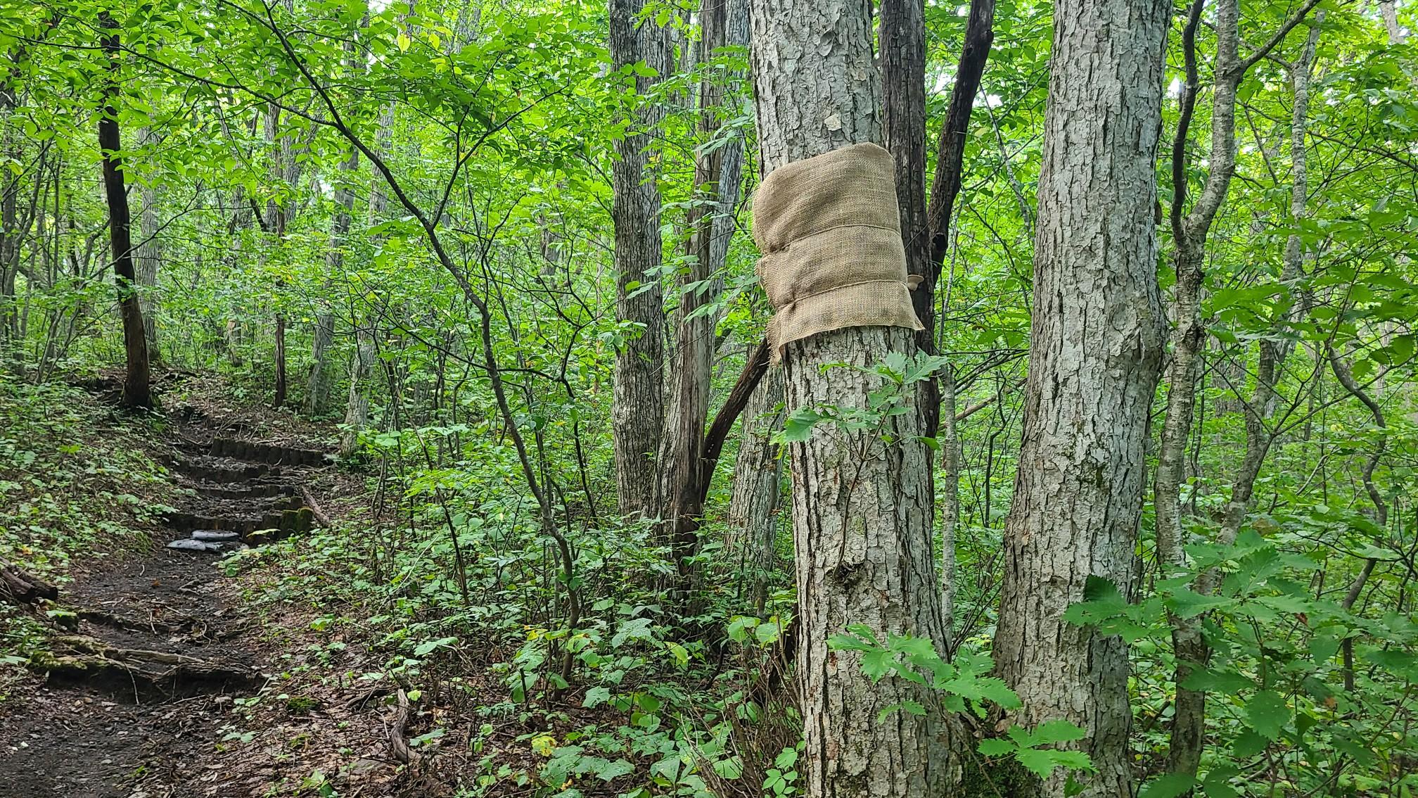 岩手山 / Qさんの岩手山・黒倉山・鞍掛山の活動データ YAMAP / ヤマップ