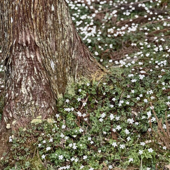 冷水山・百前森山・果無山 いちめん。お花