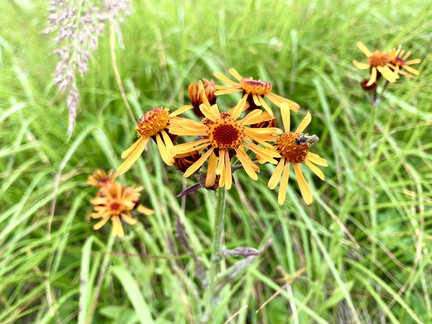 美ヶ原 美ヶ原の写真17枚目 黄色い花が何種類か Yamap ヤマップ