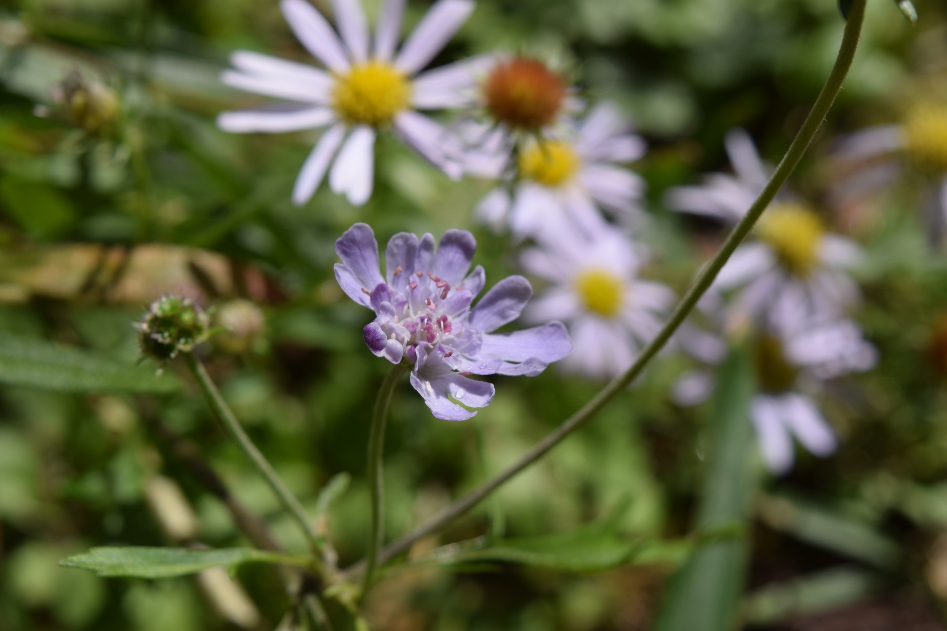 久住秋の花図鑑 Takaさんの九重山 久住山 大船山 星生山の活動日記 Yamap ヤマップ