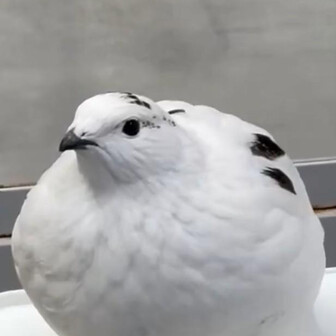 ショマタケ☀⛰️