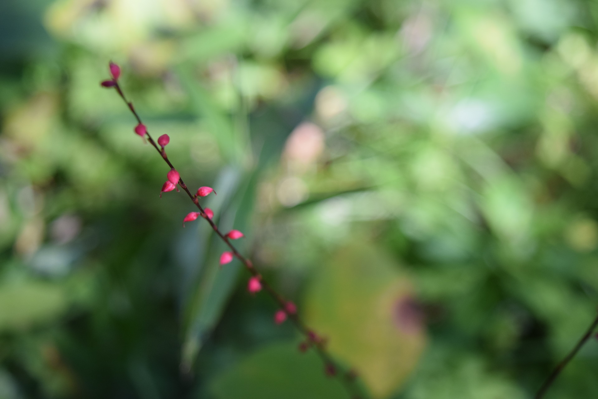 久住秋の花図鑑 Takaさんの九重山 久住山 大船山 星生山の活動日記 Yamap ヤマップ