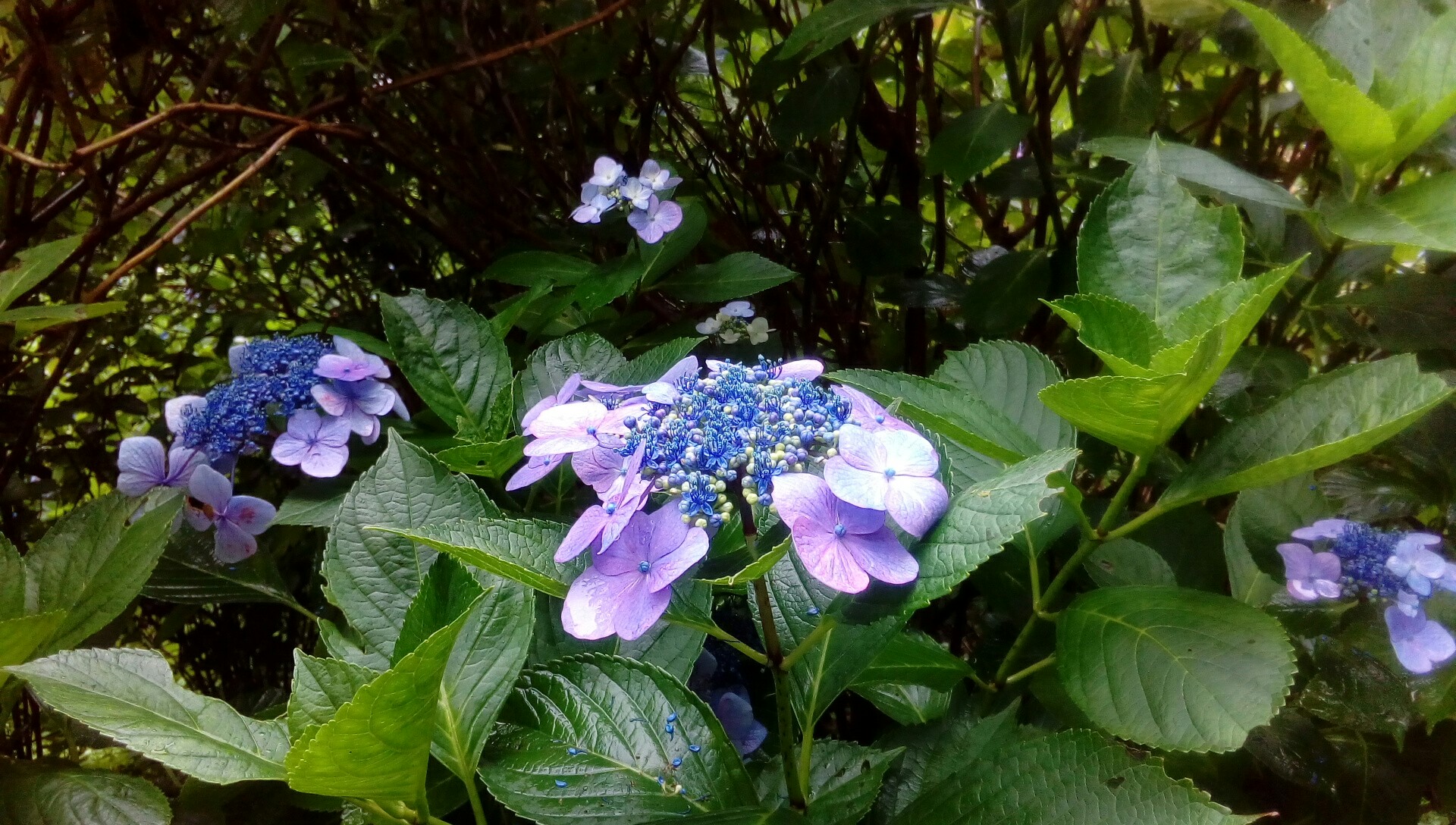 生駒の紫陽花 K80さんの生駒山 神津嶽 大原山の活動日記 Yamap ヤマップ