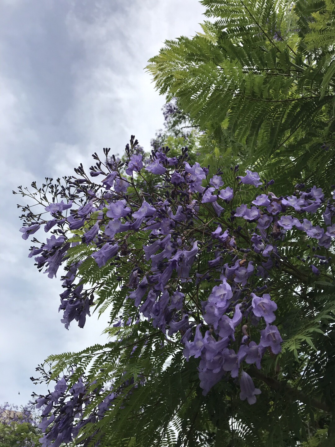 蒲田のジャカランダ 東京都23区 西エリアの写真1枚目 花つきの良い枝 青紫色の花が鮮やかです Yamap ヤマップ