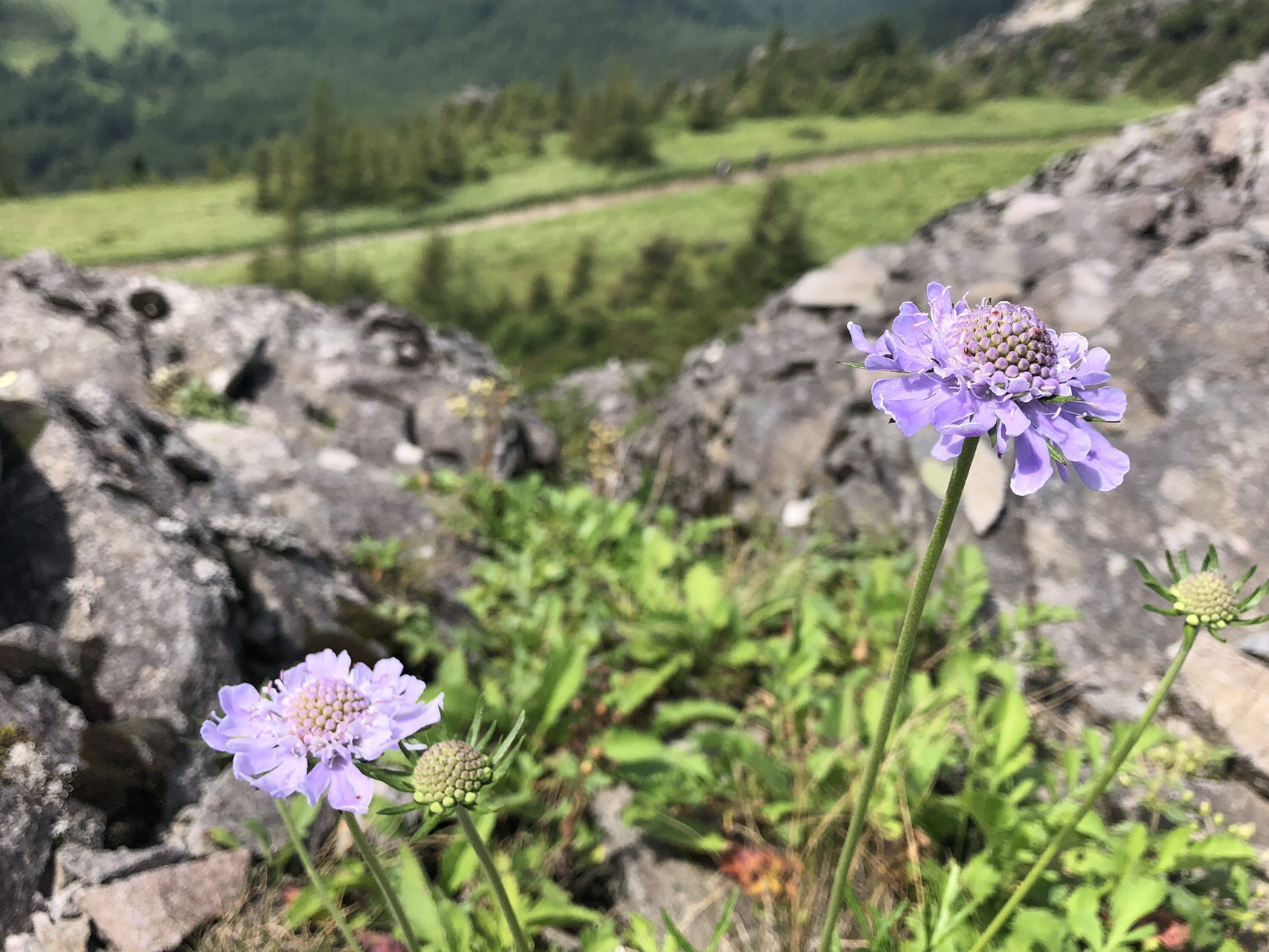 美ヶ原 お花 畑を楽しみながら 王ヶ頭 王ヶ鼻を歩きました Echinaceaさんの美ヶ原の活動データ Yamap ヤマップ