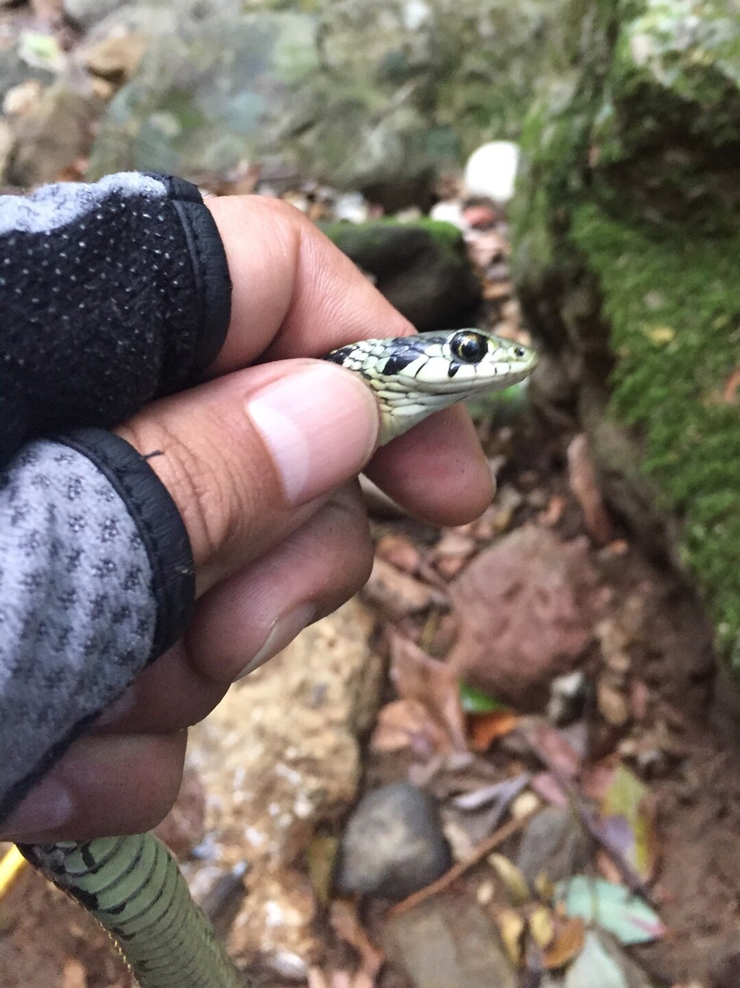 蛇と黒髪山 松尾さんの黒髪山 青螺山の活動日記 Yamap ヤマップ