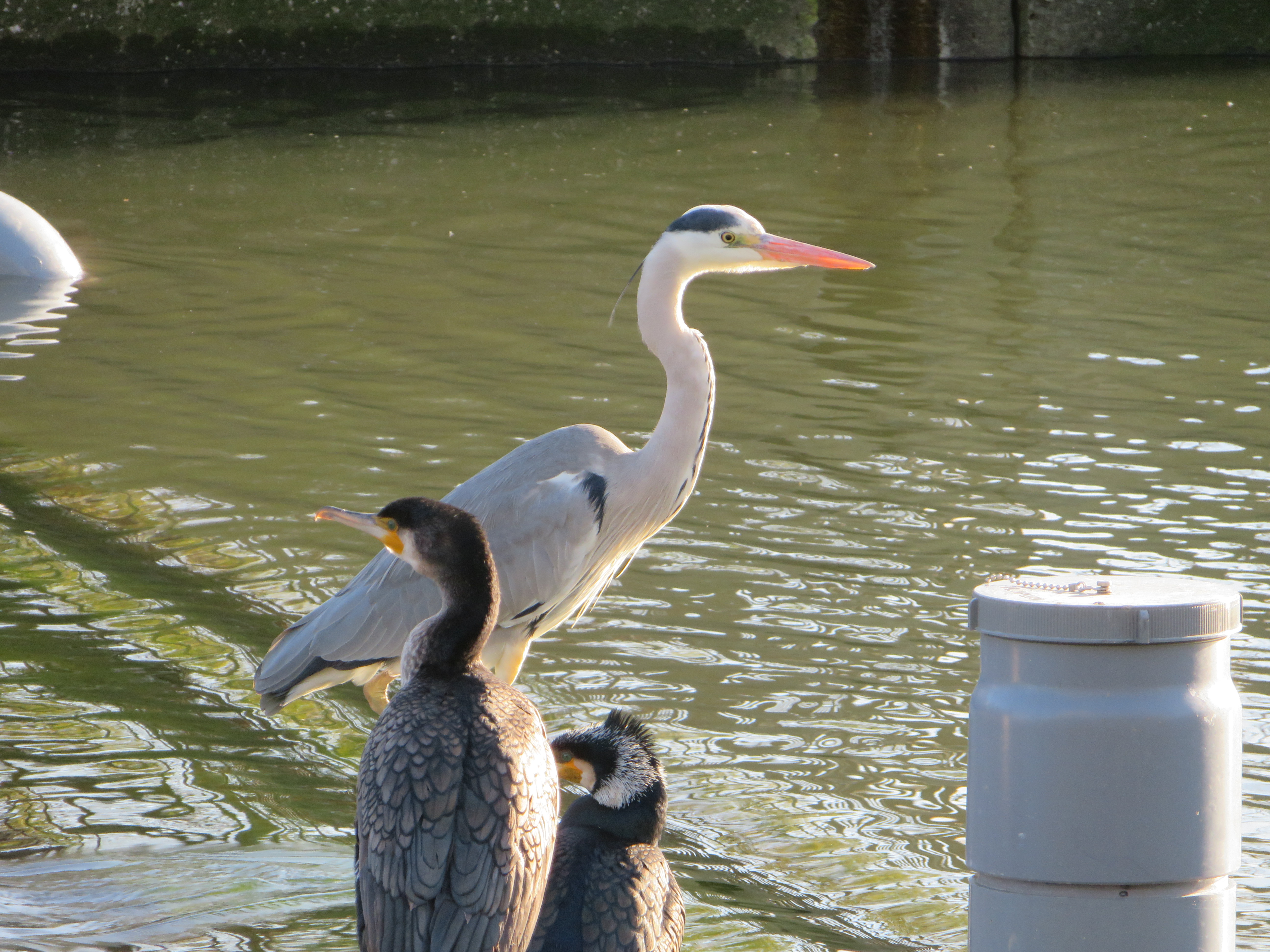 新左近川親水公園散歩 Kelenkenさんの東京都23区 東エリアの活動データ Yamap ヤマップ
