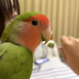 ペコ