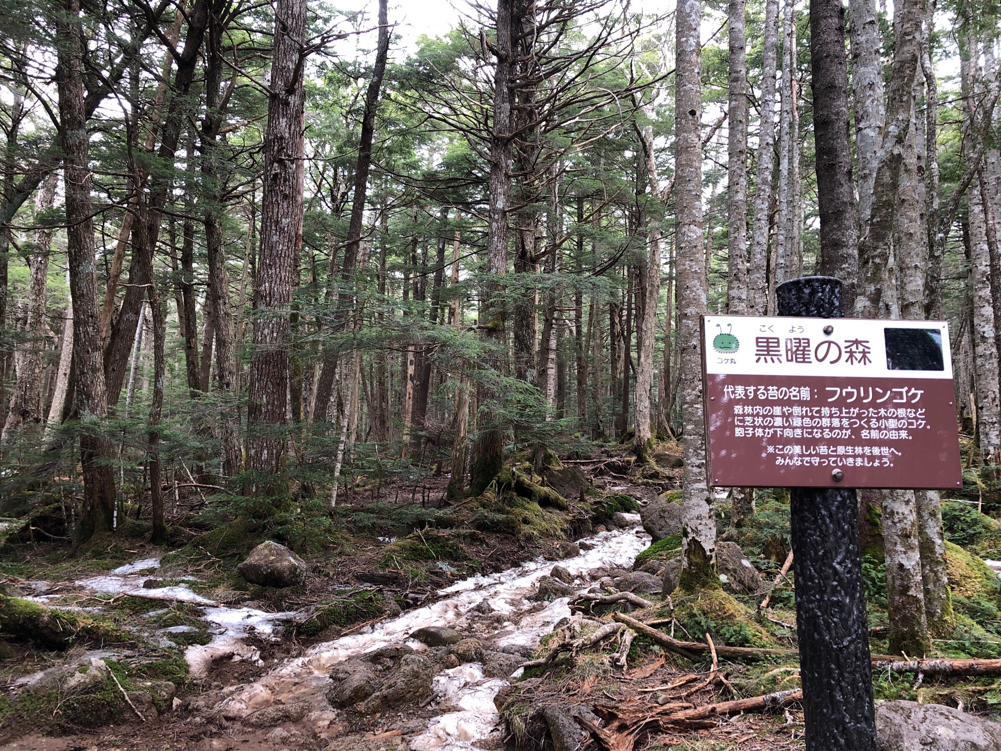 行く先々に、〇〇の森、と、名称が あるのか。