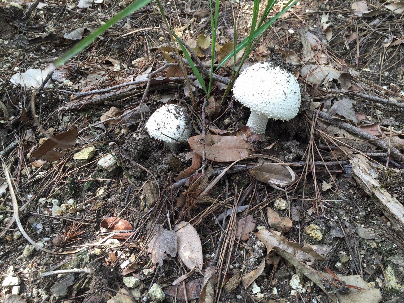 連日トレーニング また白いブツブツキノコ発見 ながしんさんの熊山 赤磐市 高津山 尺八山の活動日記 Yamap ヤマップ