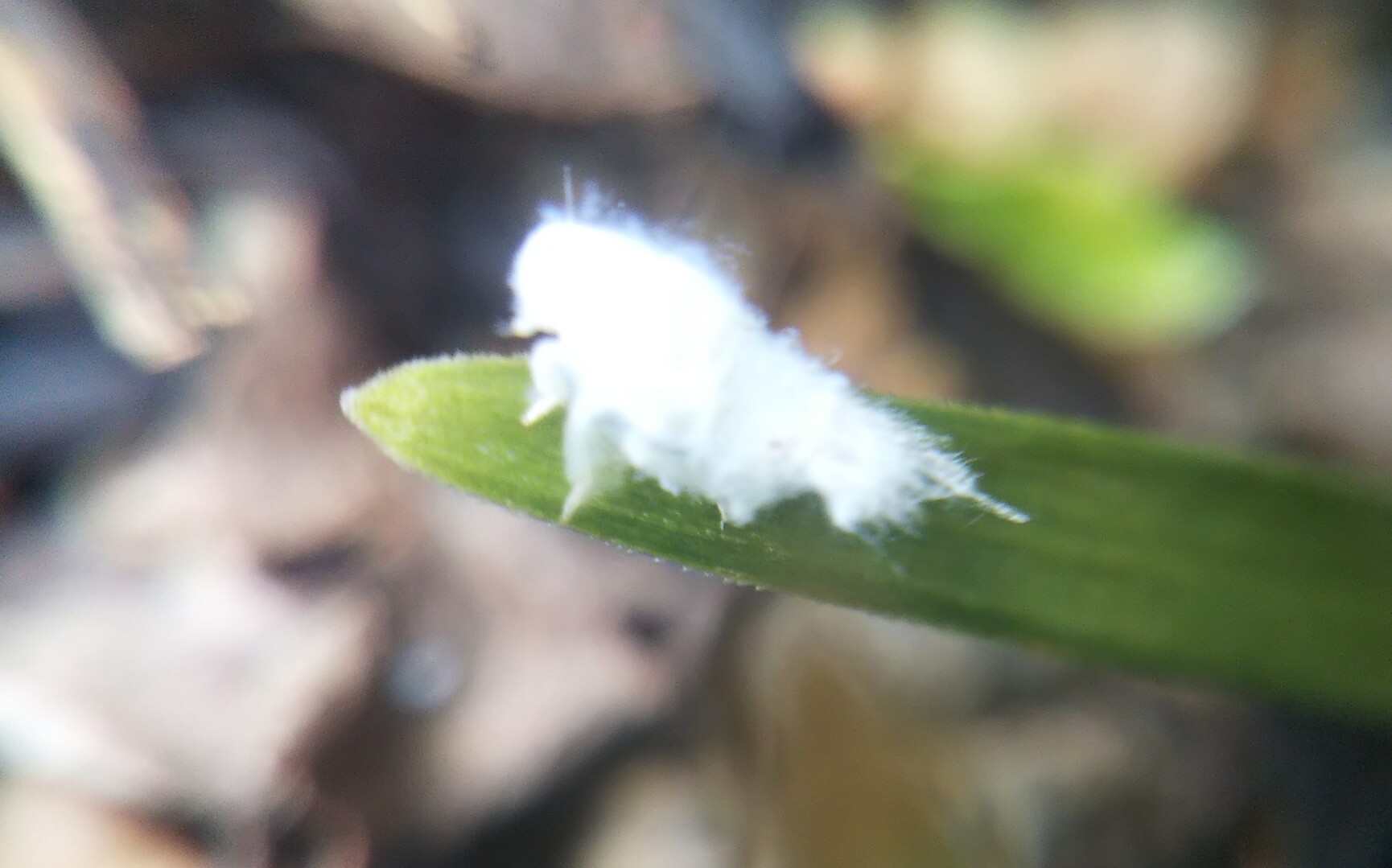 龍の髭 榊 謎虫 手のり孫 りゅうのひげさかきなぞむしてのりまご ひろちゃんさんの多良岳 経ヶ岳 五家原岳の活動日記 Yamap ヤマップ