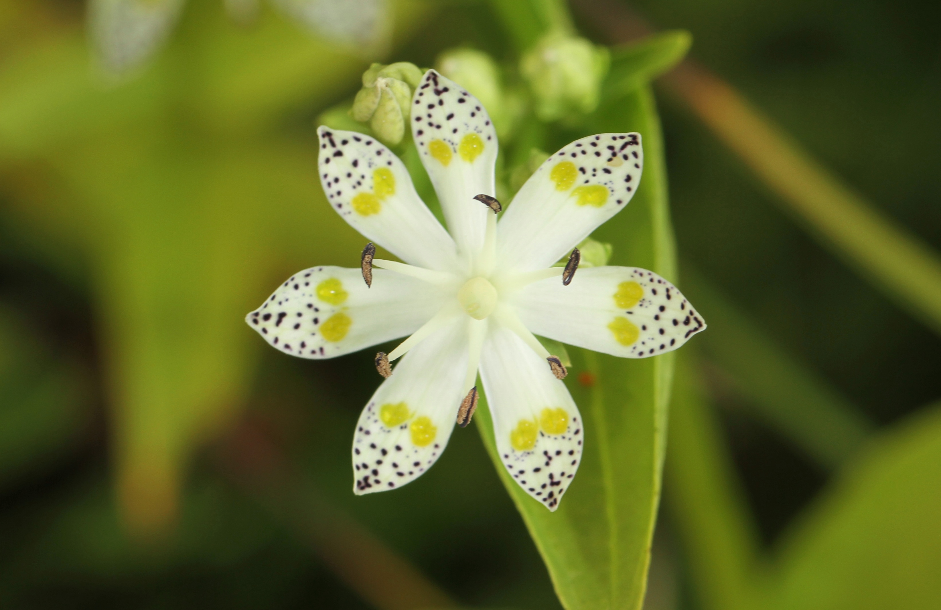 夏の入笠山 ユユ さんの入笠山の活動データ Yamap ヤマップ