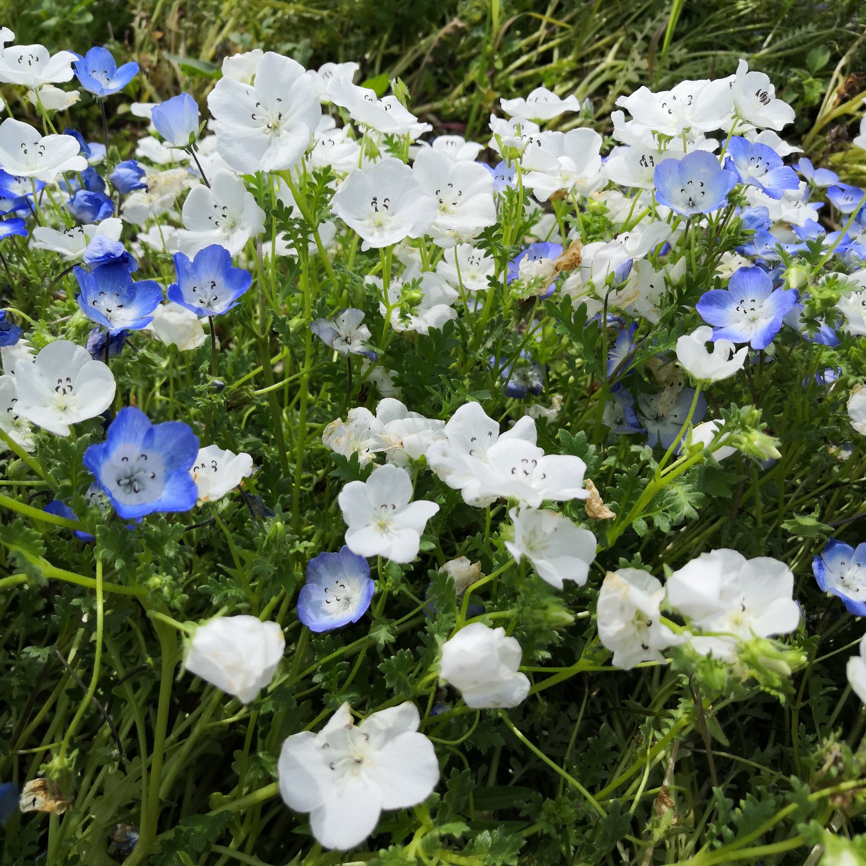 札幌さとらんどのネモフィラ モエレ山 コズさんの札幌市の活動データ Yamap ヤマップ