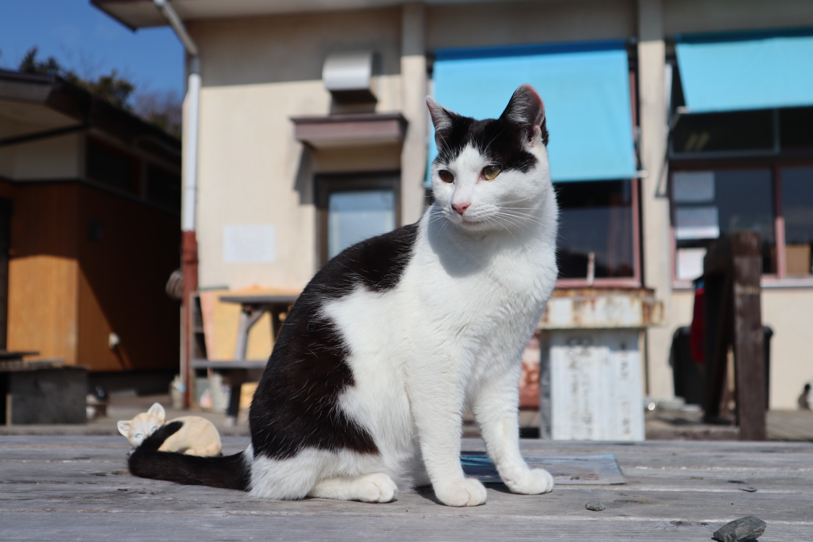 02ねこ猫ネコの田代島 穐さんの石巻市の活動日記 Yamap ヤマップ