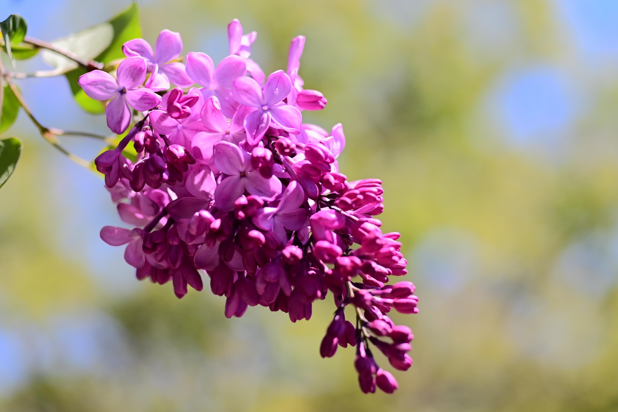 開成山公園お写んぽ たけぽんさんの郡山市の活動データ Yamap ヤマップ