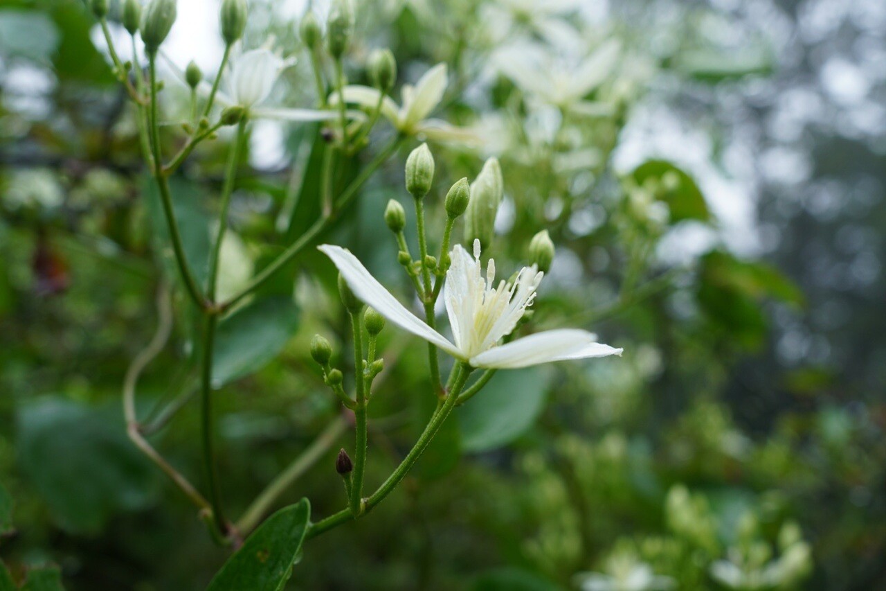 センニンソウ照らす 関八州見晴台 Bertieさんのハイキングの活動日記 Yamap ヤマップ