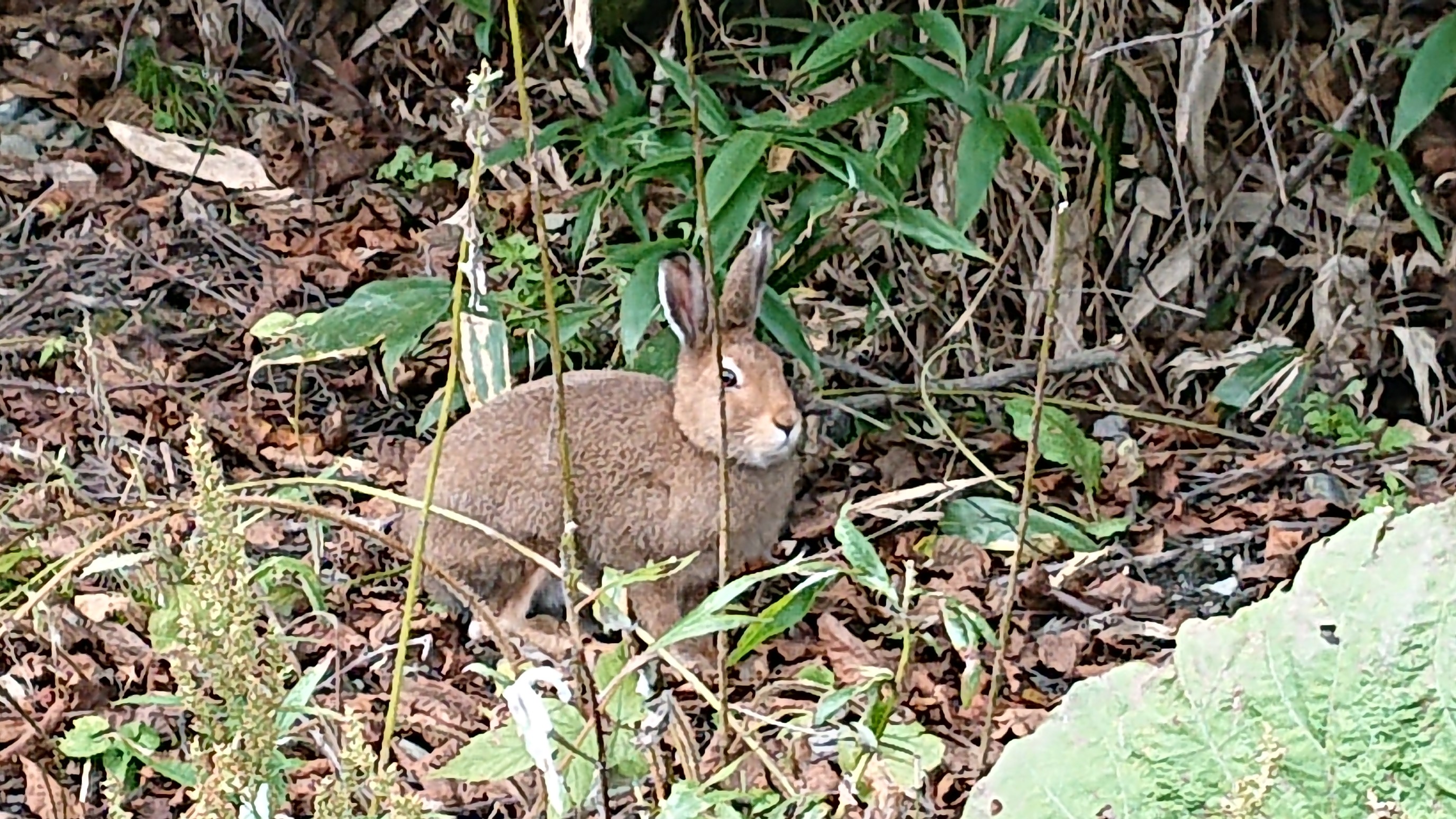 ナキウサギに会った翌日はトマム山でナカナイウサギに会いました 19 09 22 Boze 384さんのトマム山の活動日記 Yamap ヤマップ