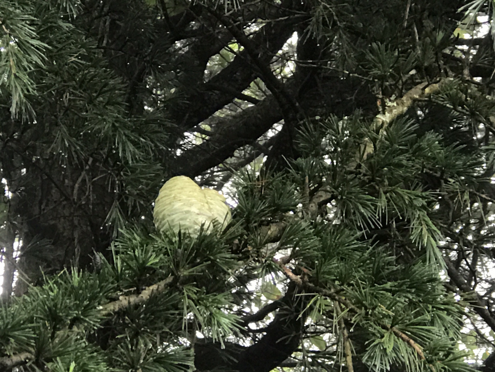 別府 志高湖雨キャン ちょっとピーク踏んで 19 08 Kentakaさんのハイキングの活動日記 Yamap ヤマップ