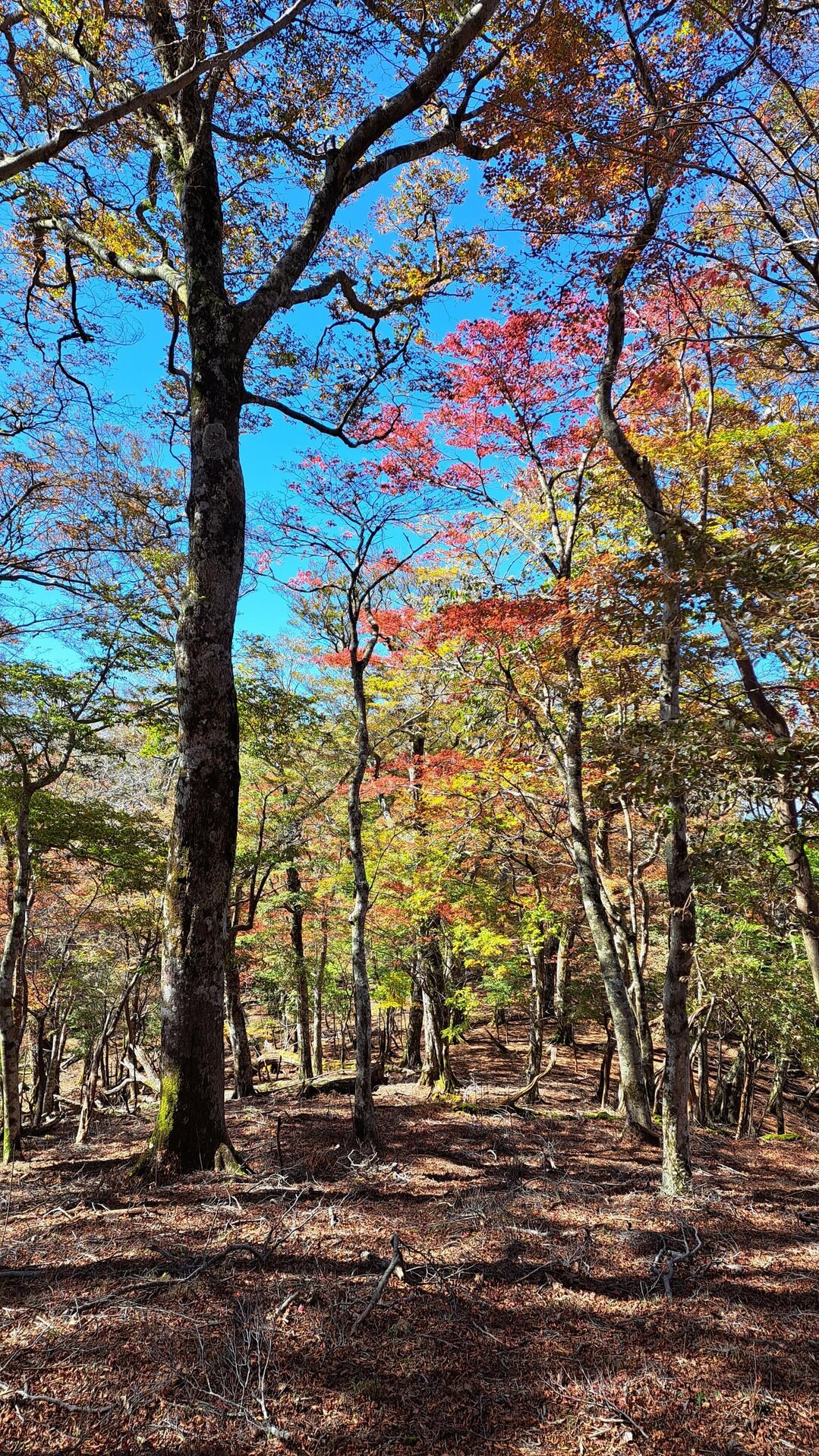 平家山・後平家山・夫婦山 / aiさんの国見岳・烏帽子岳の活動データ YAMAP / ヤマップ