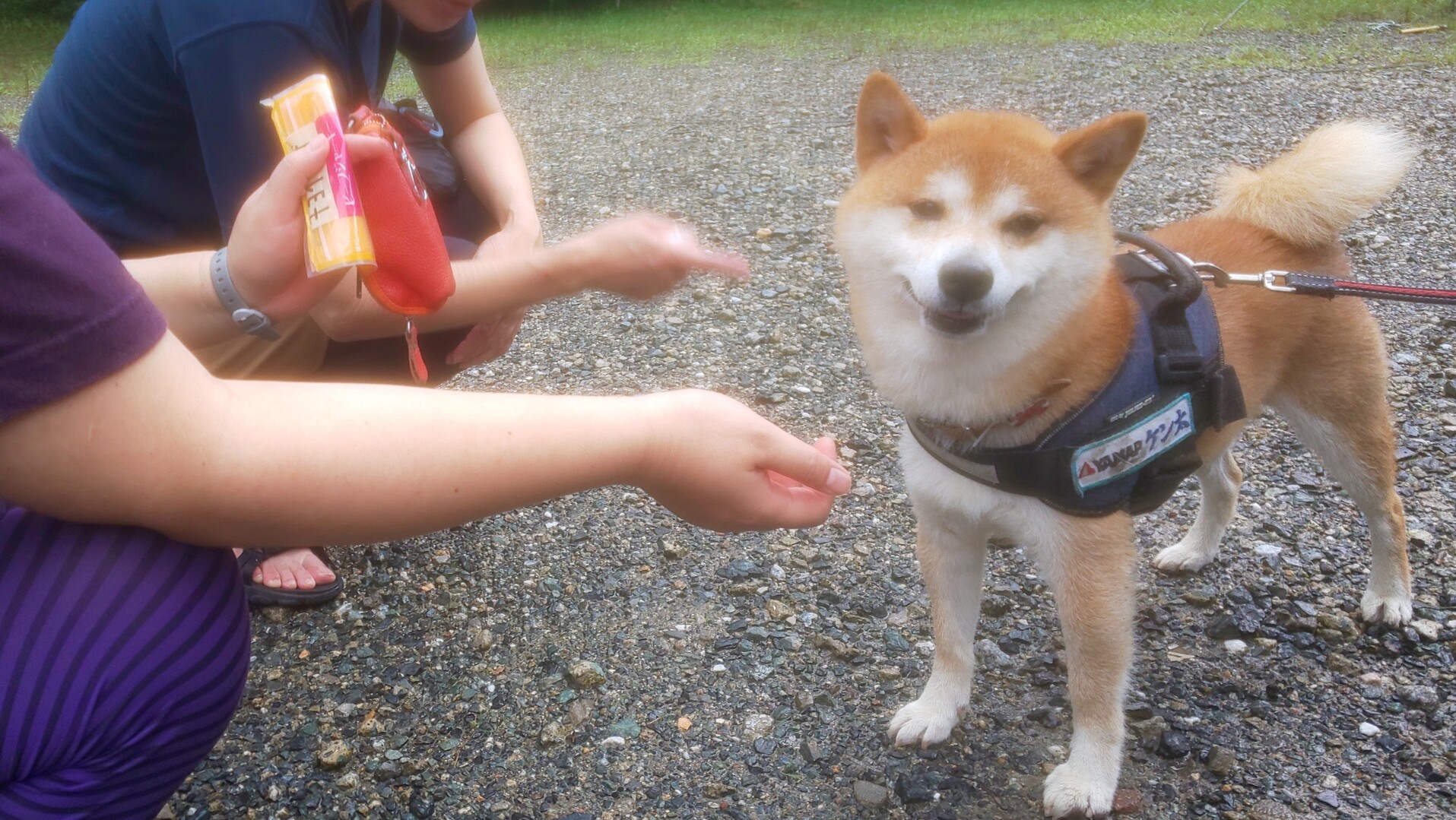 連休最終日に雨雲レーダーとにらめっこ山行 若杉山 米ノ山 スピリッツツリーさんの宝満山 三郡山 若杉山の活動データ Yamap ヤマップ