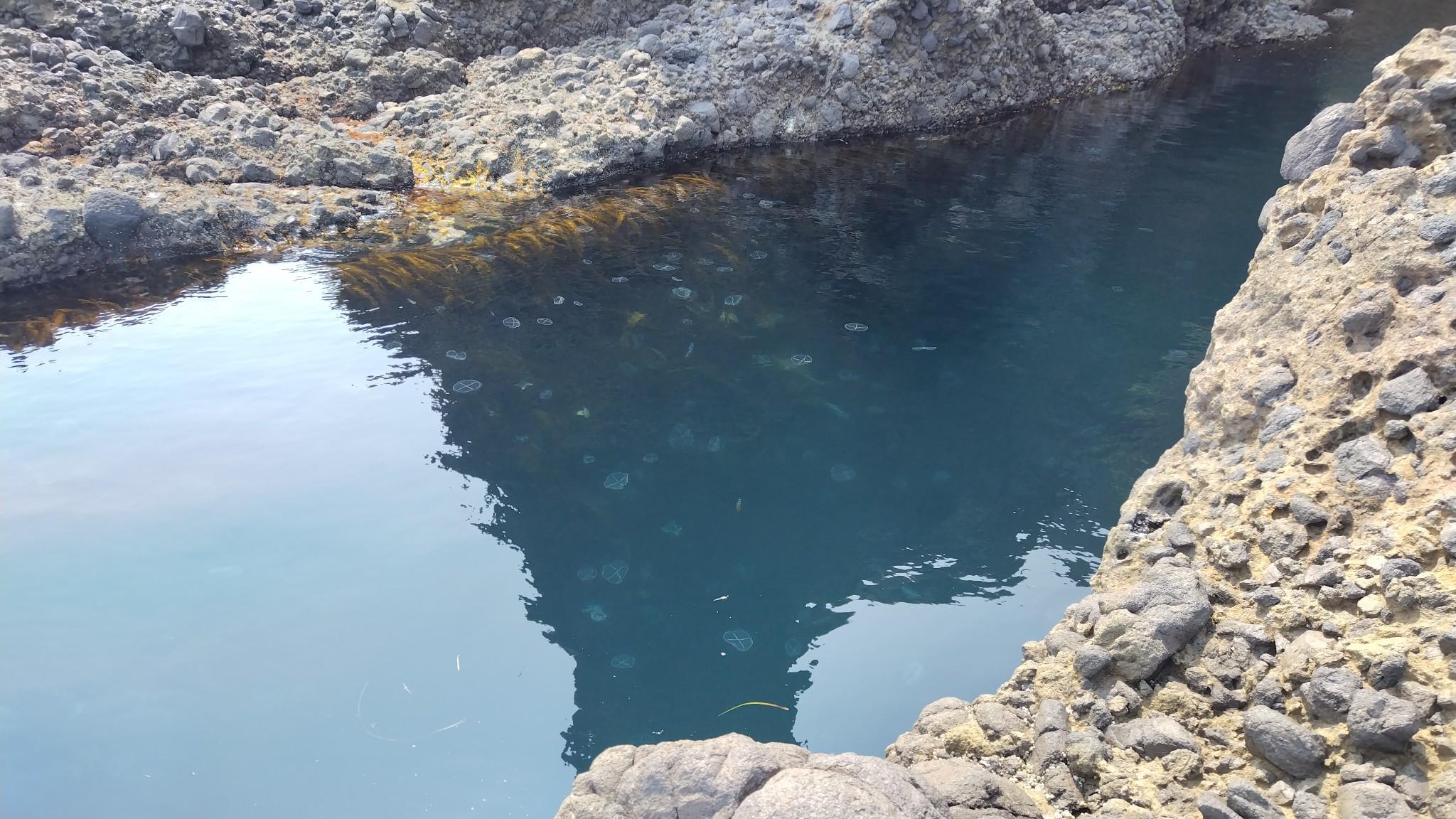 V字地形の海面に十字模様のクラゲが大量に漂ってました、