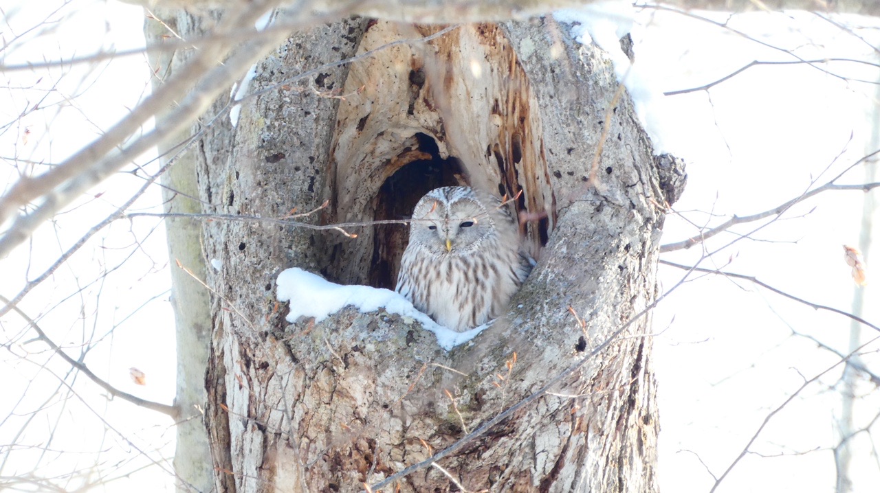 野幌森林公園 21 03 07 Takaさんの野幌森林公園の活動データ Yamap ヤマップ