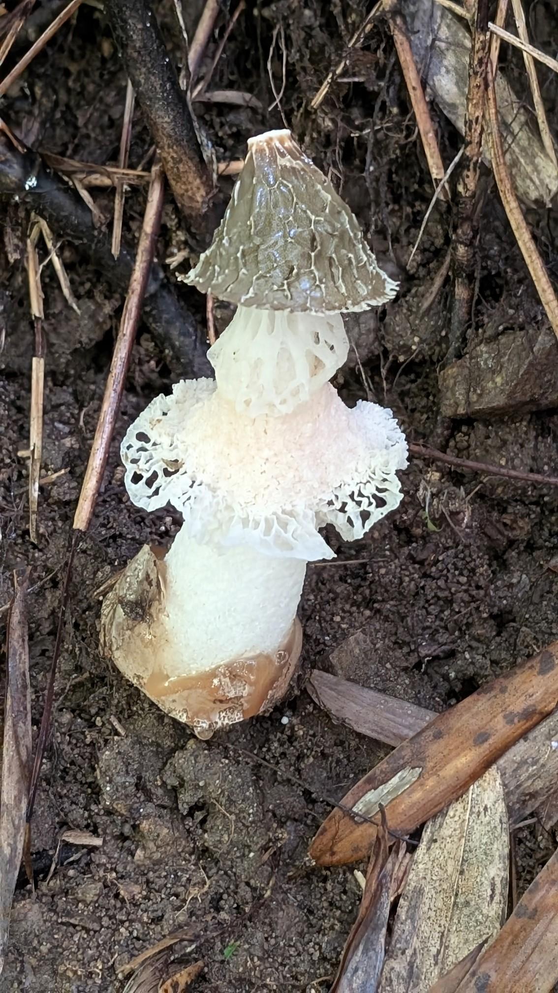きのこ様　GA 光の空間１・２ 釧路貨物駅前店の在庫一覧（令和6年3月9日 11時） - もけいの