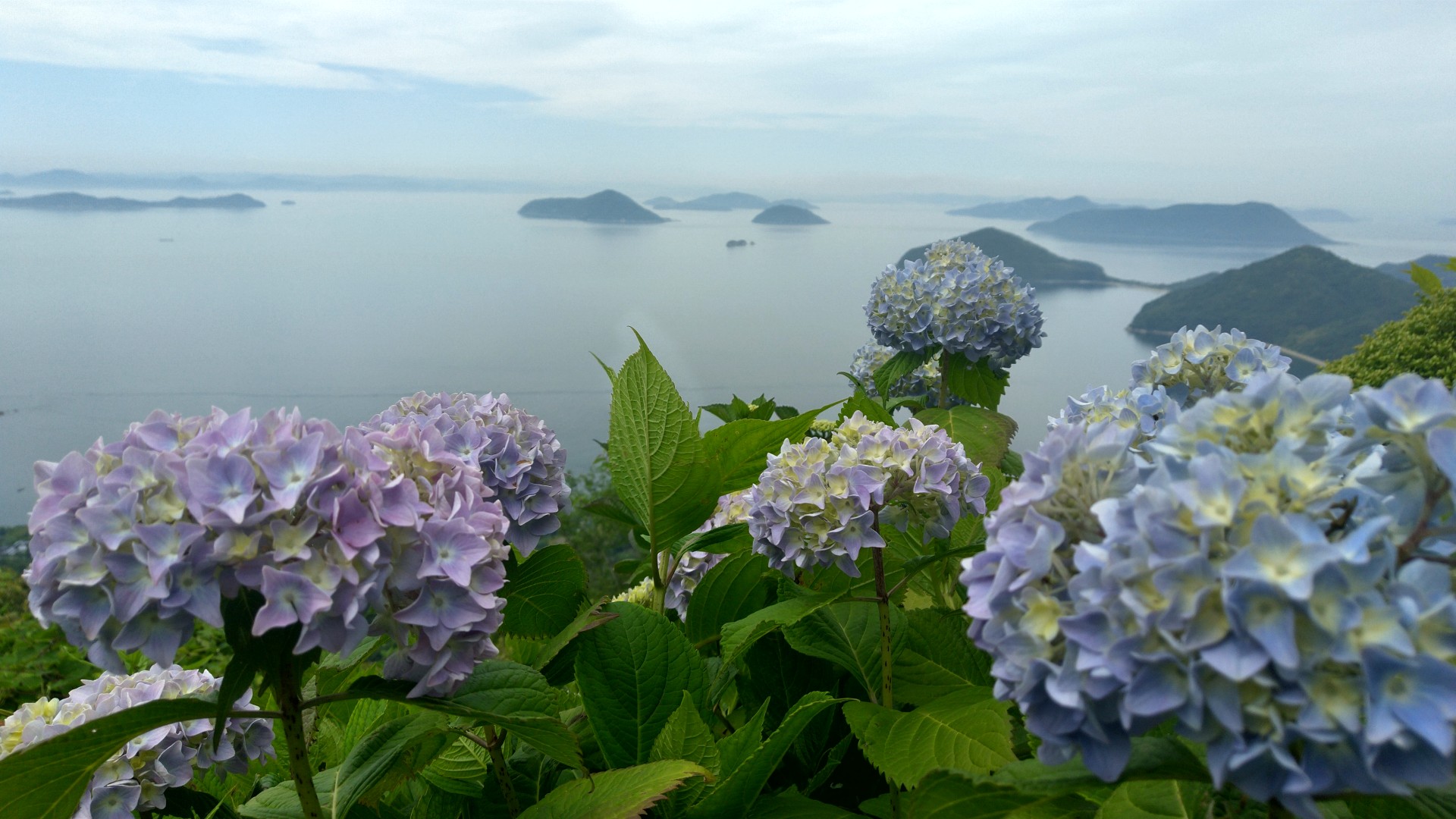 紫陽花を見に紫雲出山 Hiroko S さんの荘内半島 三崎半島 粟島の活動データ Yamap ヤマップ