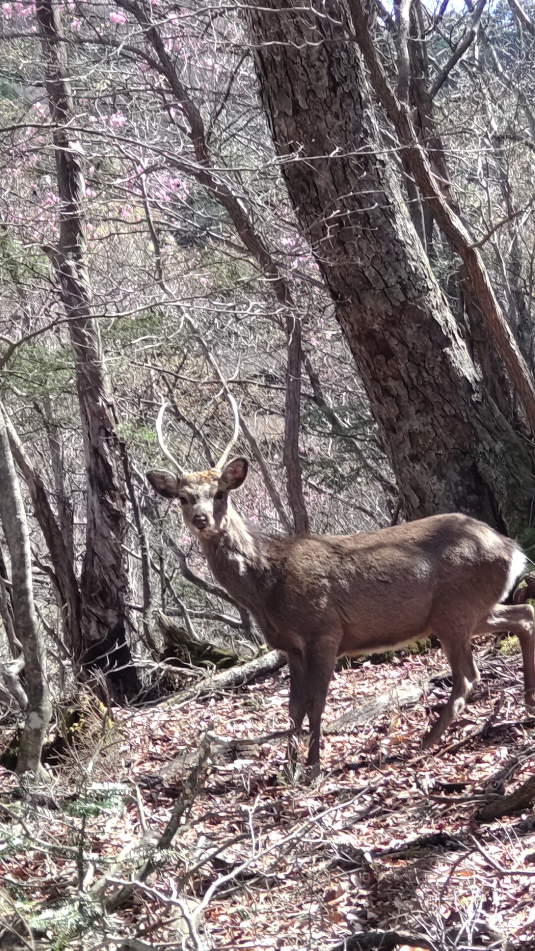 社山 1周年アリガ登山 イケメン 鹿クンもお祝いに Yamanchuさんの社山 半月山の活動データ Yamap ヤマップ