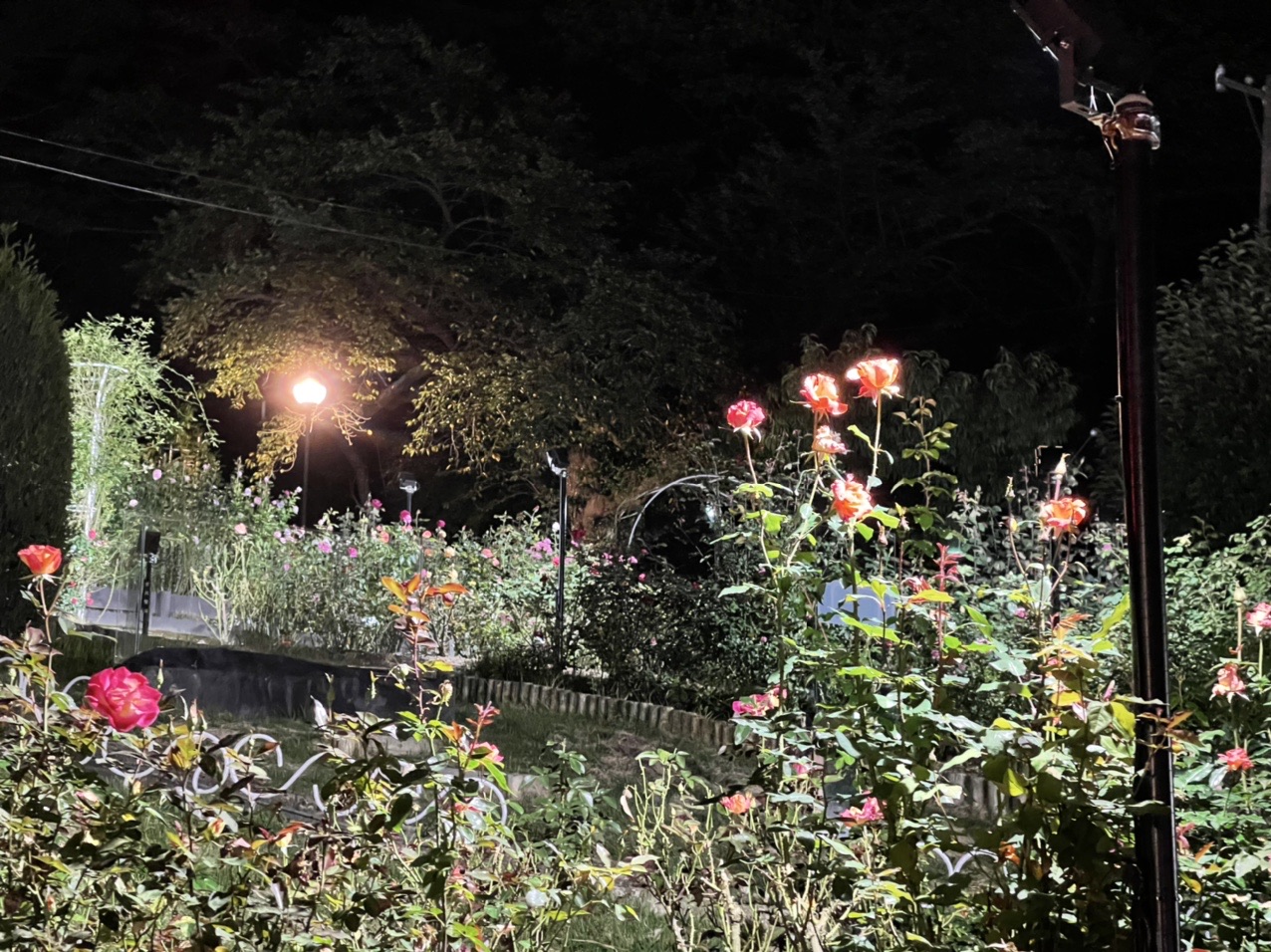 ずっと行けなかった両親のお墓参りに行った Yoshiさんのモーメント Yamap ヤマップ