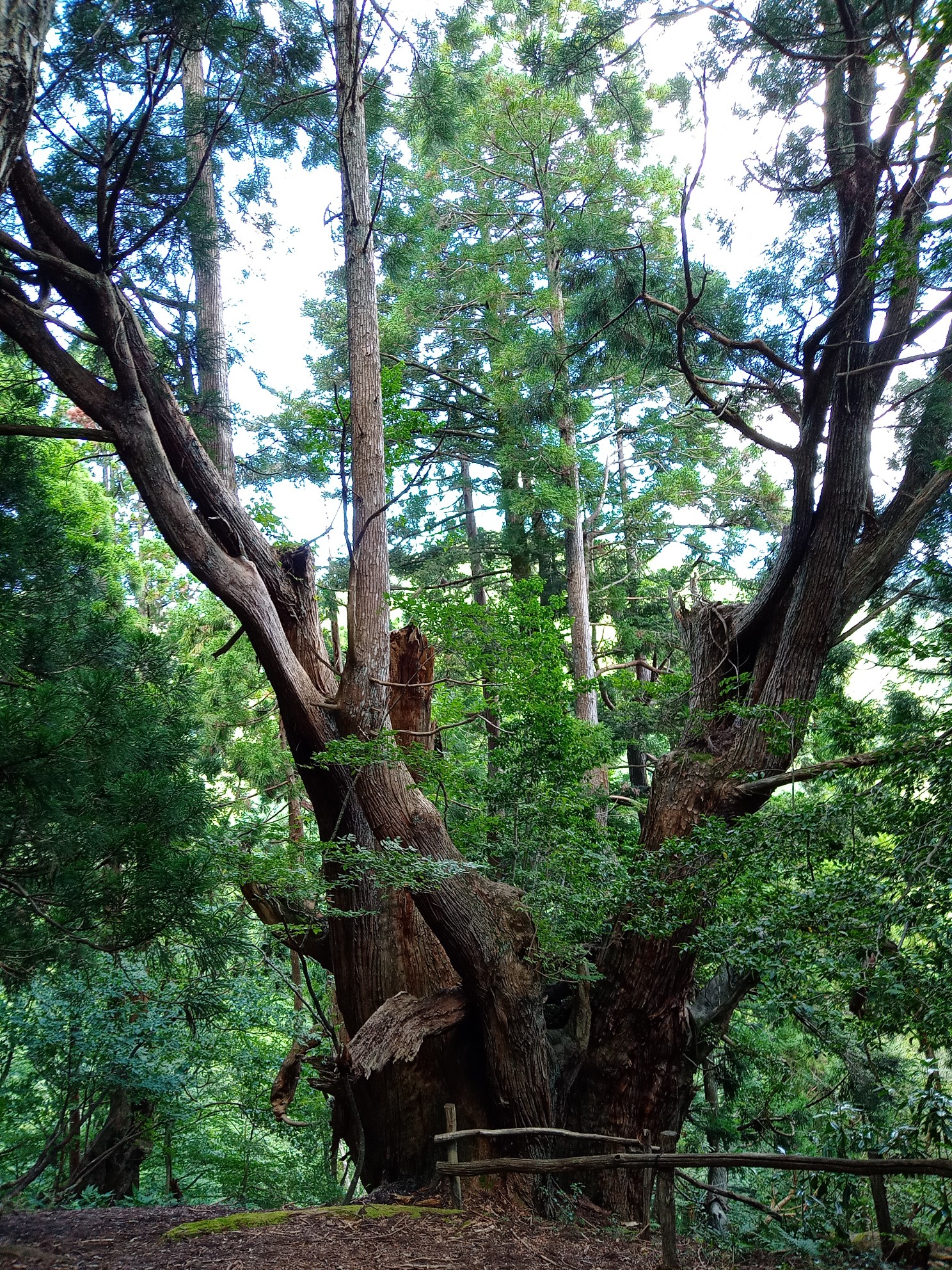 片波伏条台杉群 08 30 せいさんの鍋谷山 井ノ口山 湯槽山 片波山 の活動データ Yamap ヤマップ