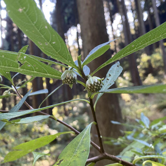 やっとミツマタ群生地
蕾じゃんっ‼️