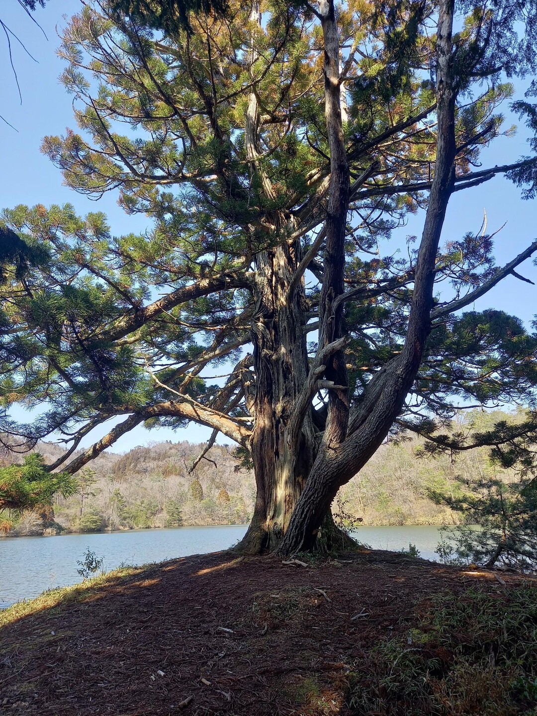 岩尾山・岩尾山西峰と岩尾池の一本杉 / まいまいさんの岩尾山の活動データ YAMAP / ヤマップ