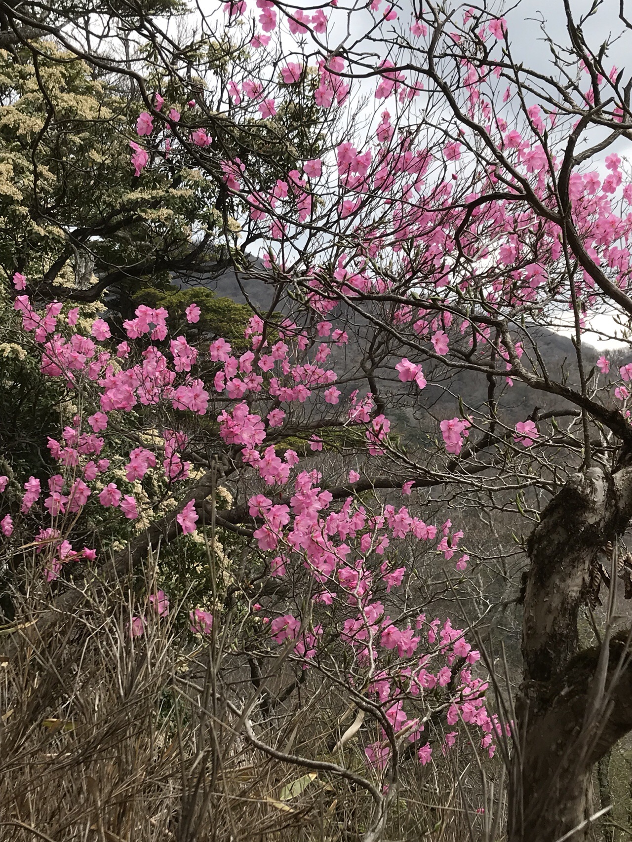 アケボノツツジを見に 親父山 黒岳 三尖 Bakeさんの祖母山の活動データ Yamap ヤマップ