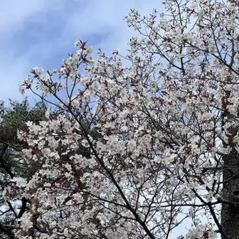 小仏城山展望台のところの桜