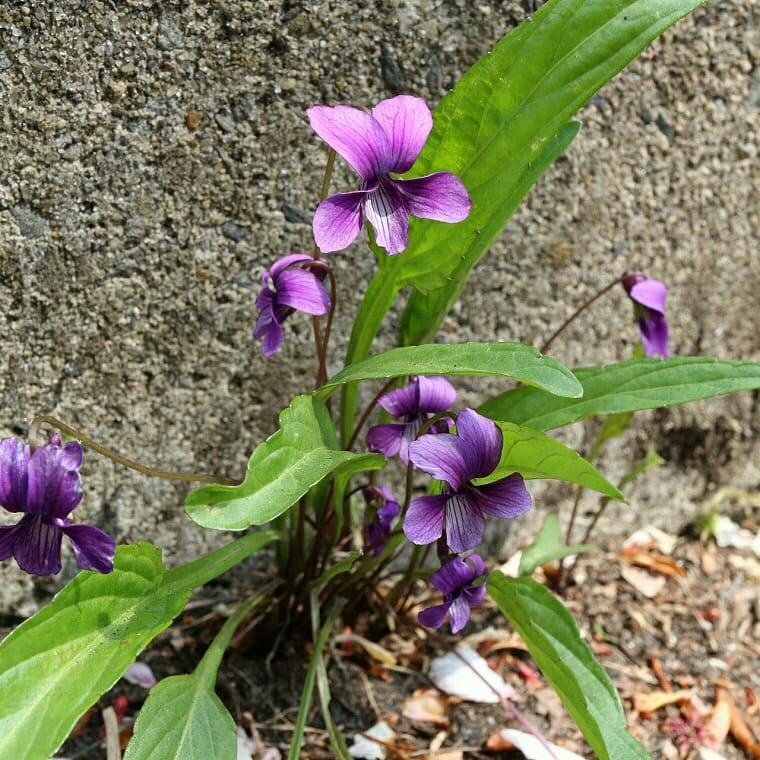 今年のすみれアルバム サエモンさんの松島の活動日記 Yamap ヤマップ