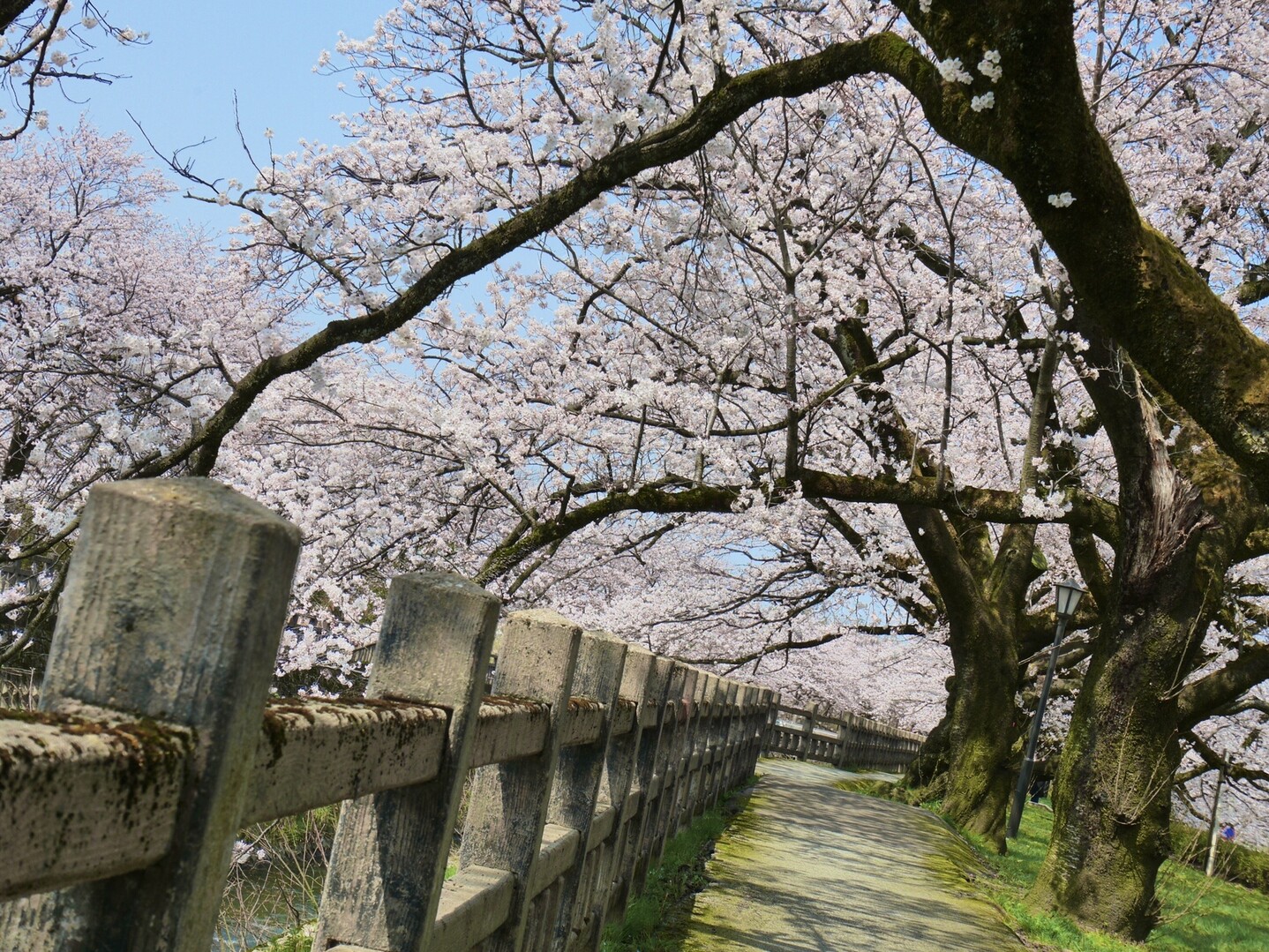 磯部の桜並木 富山市といえば松川べりの 山の民さんのモーメント Yamap ヤマップ