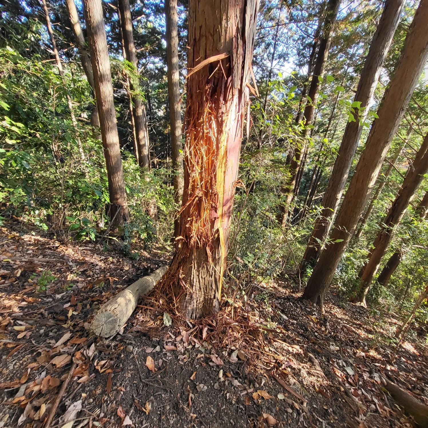わ、これ熊だろう。
まだ新しいみたいだけど今日出来たものじゃないので、ちょっとホッとした。

止まるたびに柏手をパンパン打ちながら下山