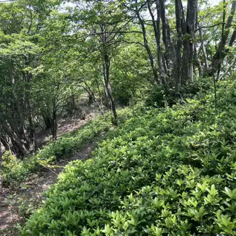 大竿峠から犬ヶ岳までの快適な稜線の路。途中、茶樹のような低木がありました。