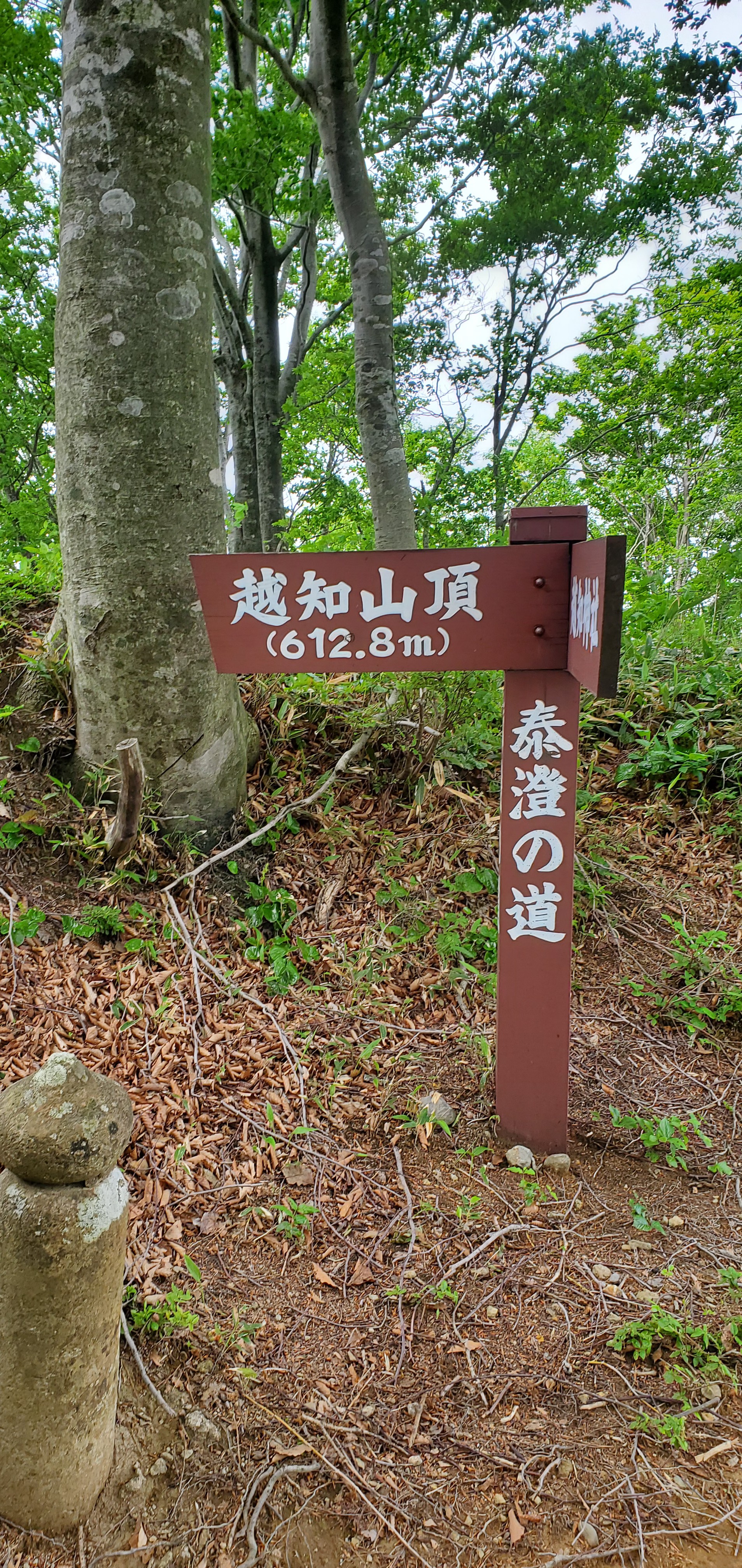 花立峠 越知山ハイキング もりもりさんの越知山 六所山の活動データ Yamap ヤマップ