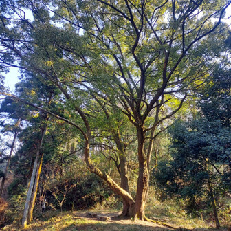 槇尾山（槙尾山）・和泉葛城山・神於山 反対側から、クスノキ