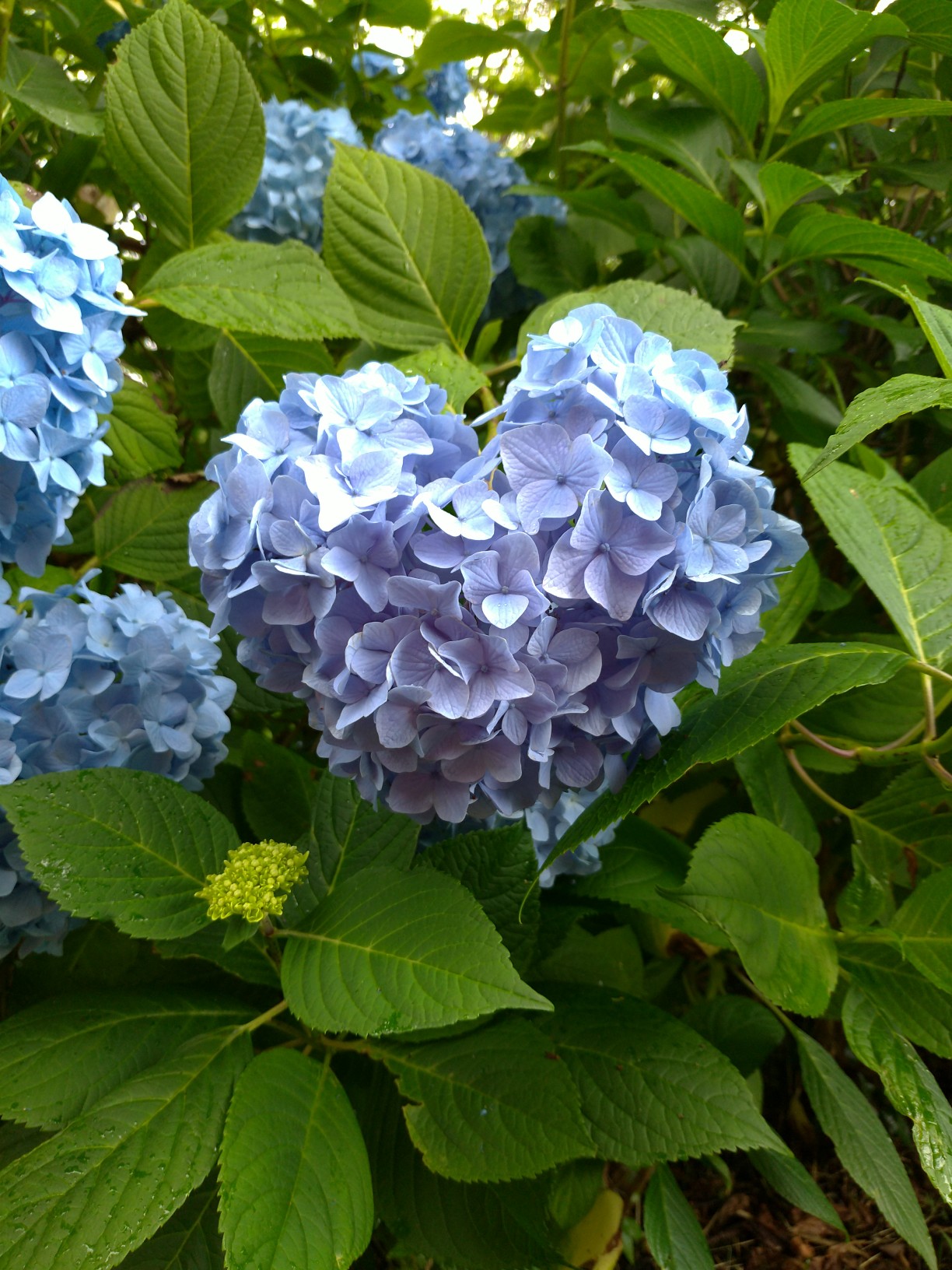 信貴生駒スカイラインでぬかた園地あじさい園 下山隊長さんの生駒山 神津嶽 大原山の活動データ Yamap ヤマップ