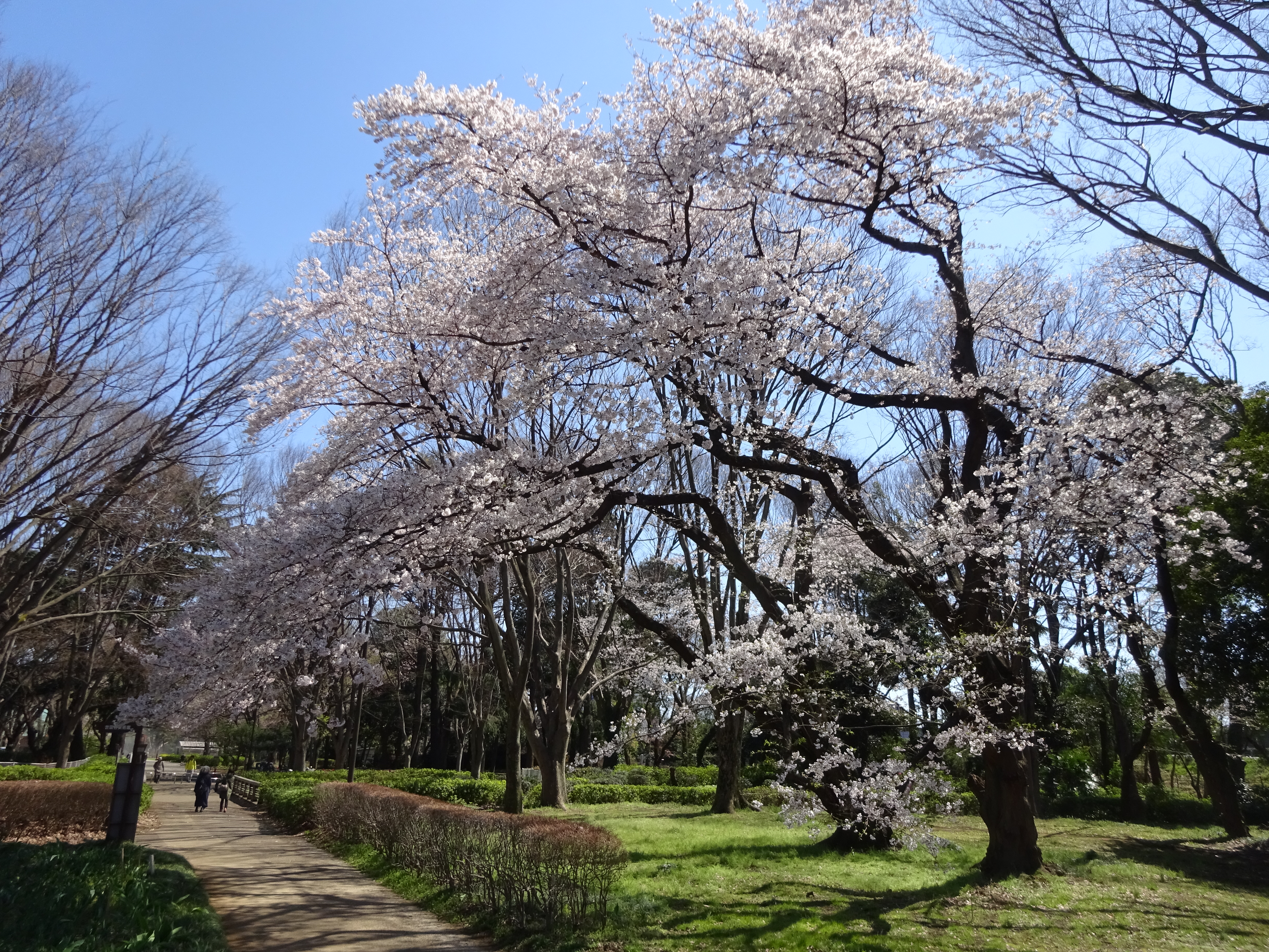 花見 世田谷砧公園の桜 ずおずおむさんの国分寺市の活動日記 Yamap ヤマップ