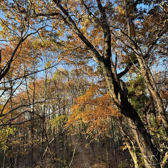 舗装路も一部あったとはいえ、縦走路は基本山道です。